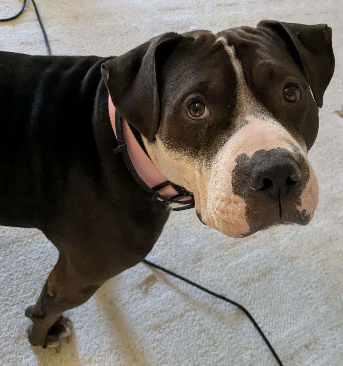 Rilo Gravy thumbnail 2