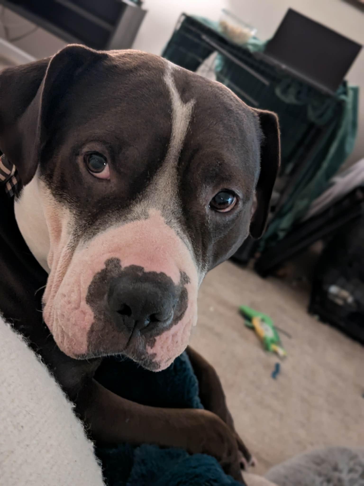 Rilo Gravy thumbnail 3