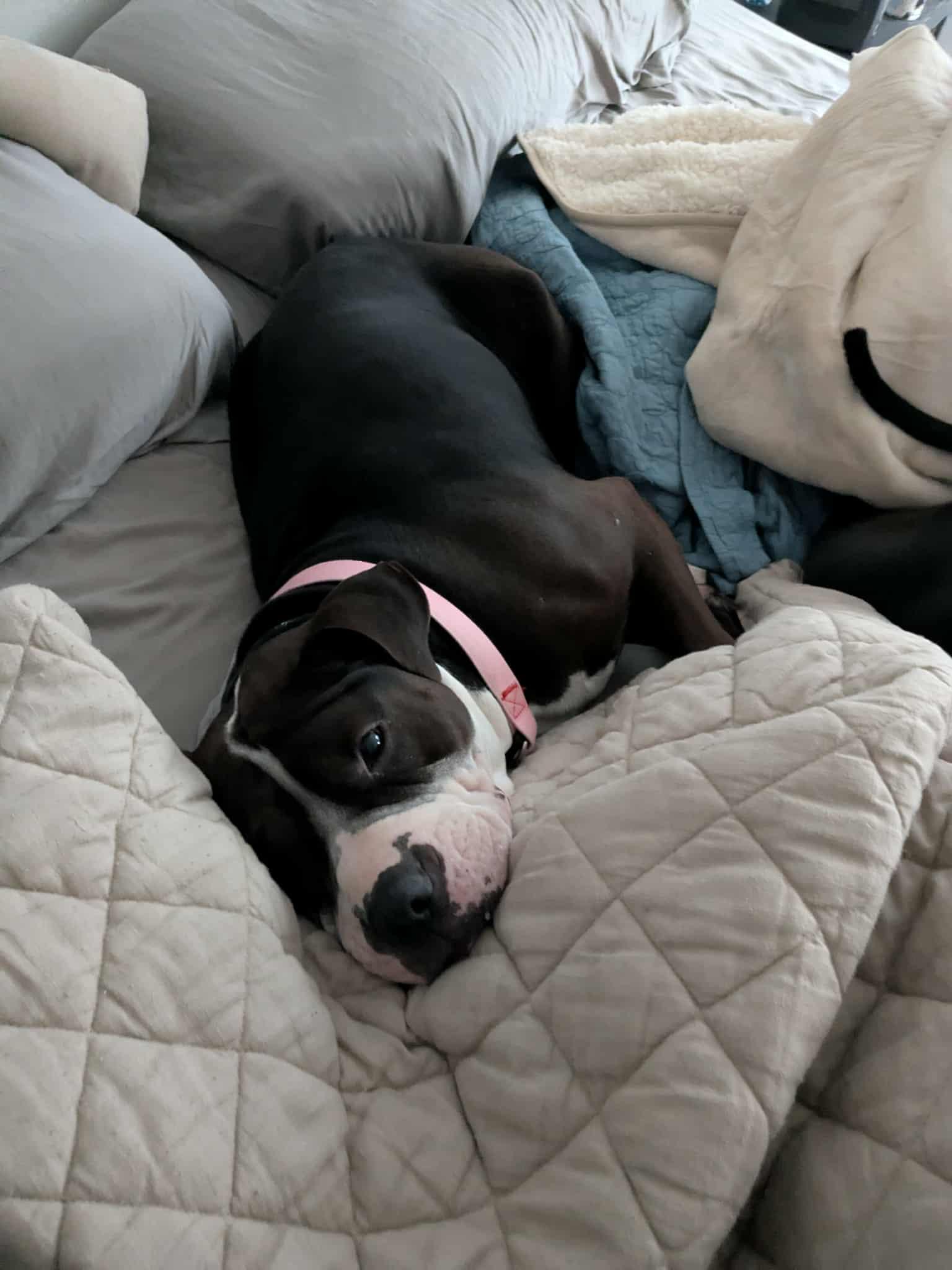 Rilo Gravy thumbnail 4