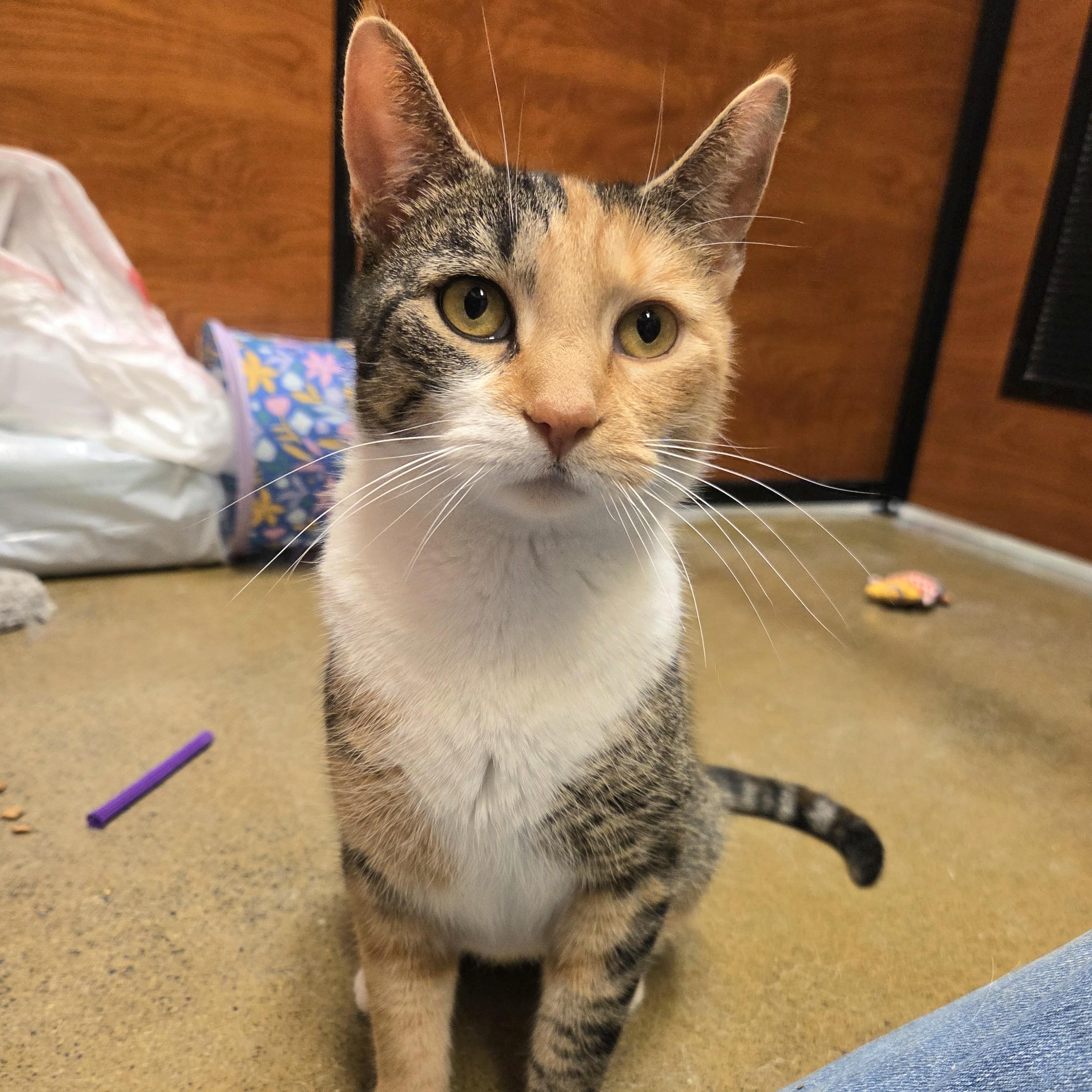 Enlarge Kia, a ADOPTABLE mixed breed in Amsterdam, NY image 3/4