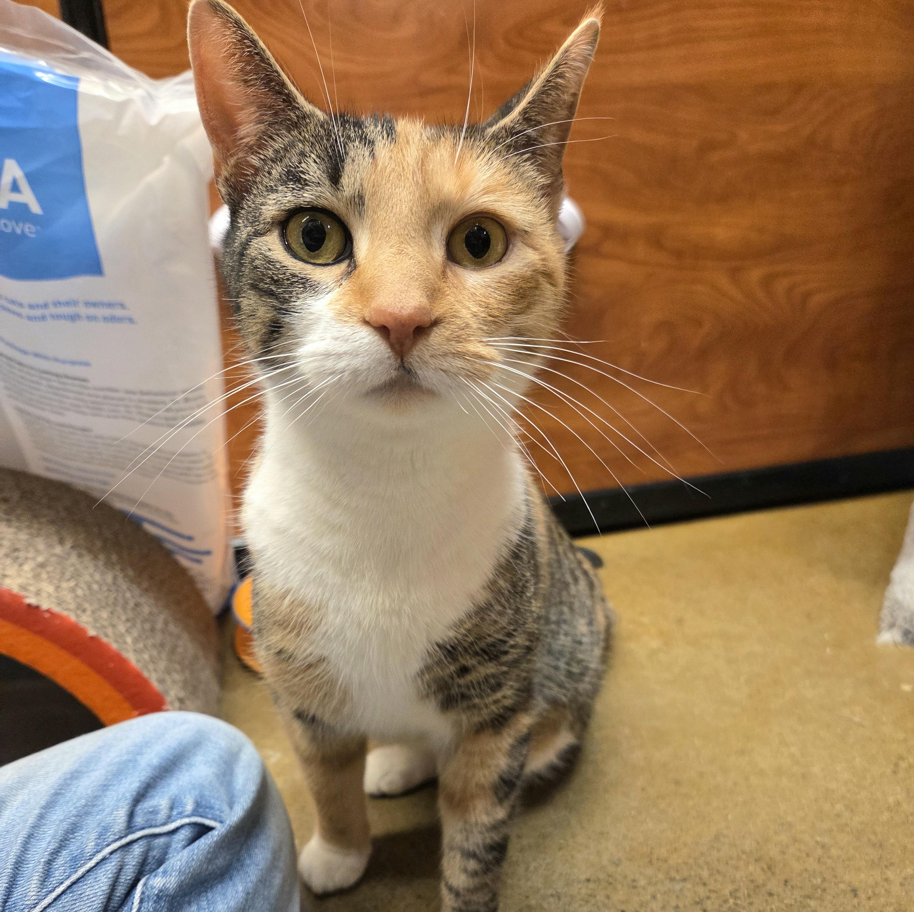 Kia, ADOPTABLE, Young Female Domestic Short Hair.