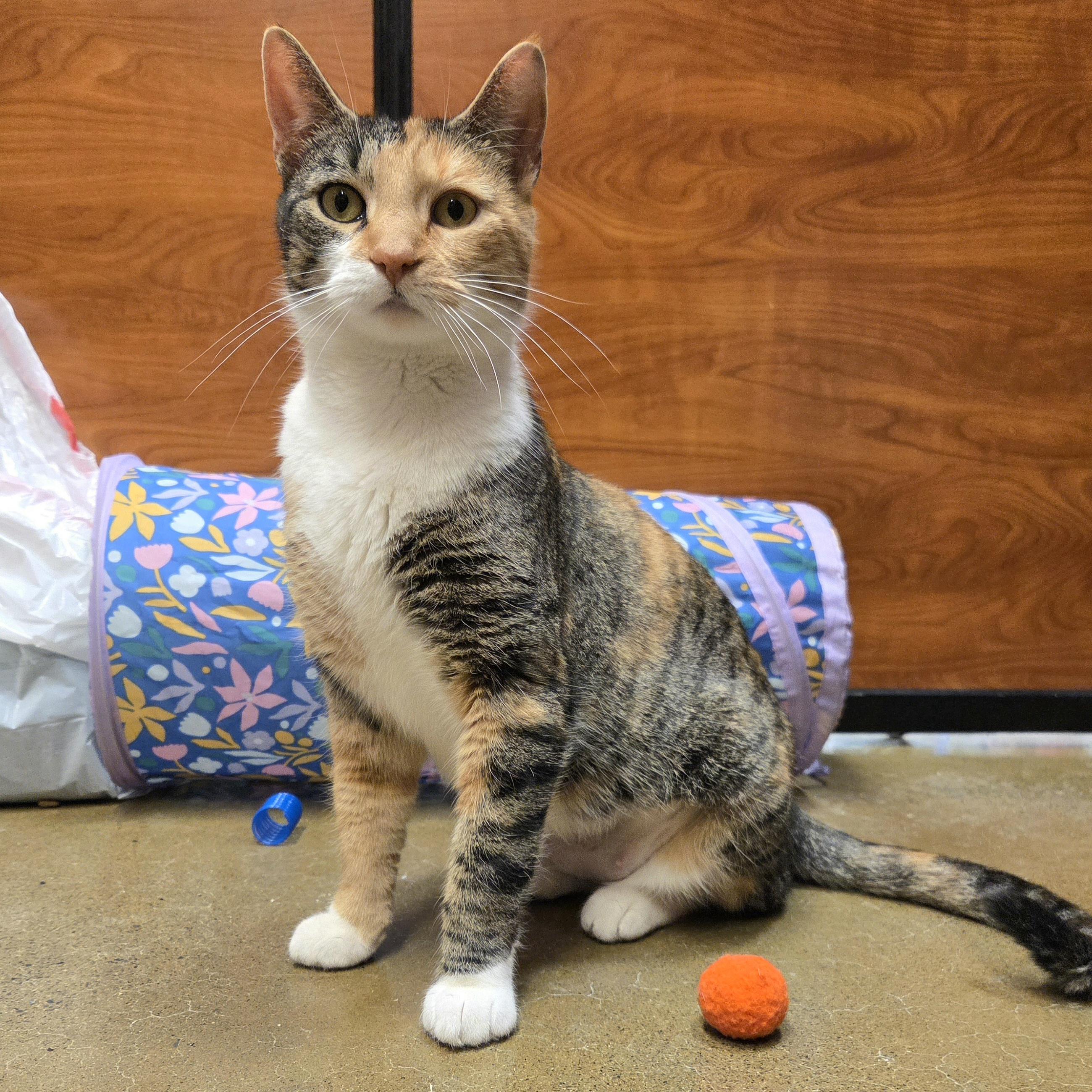 Enlarge Kia, a ADOPTABLE mixed breed in Amsterdam, NY image 4/4