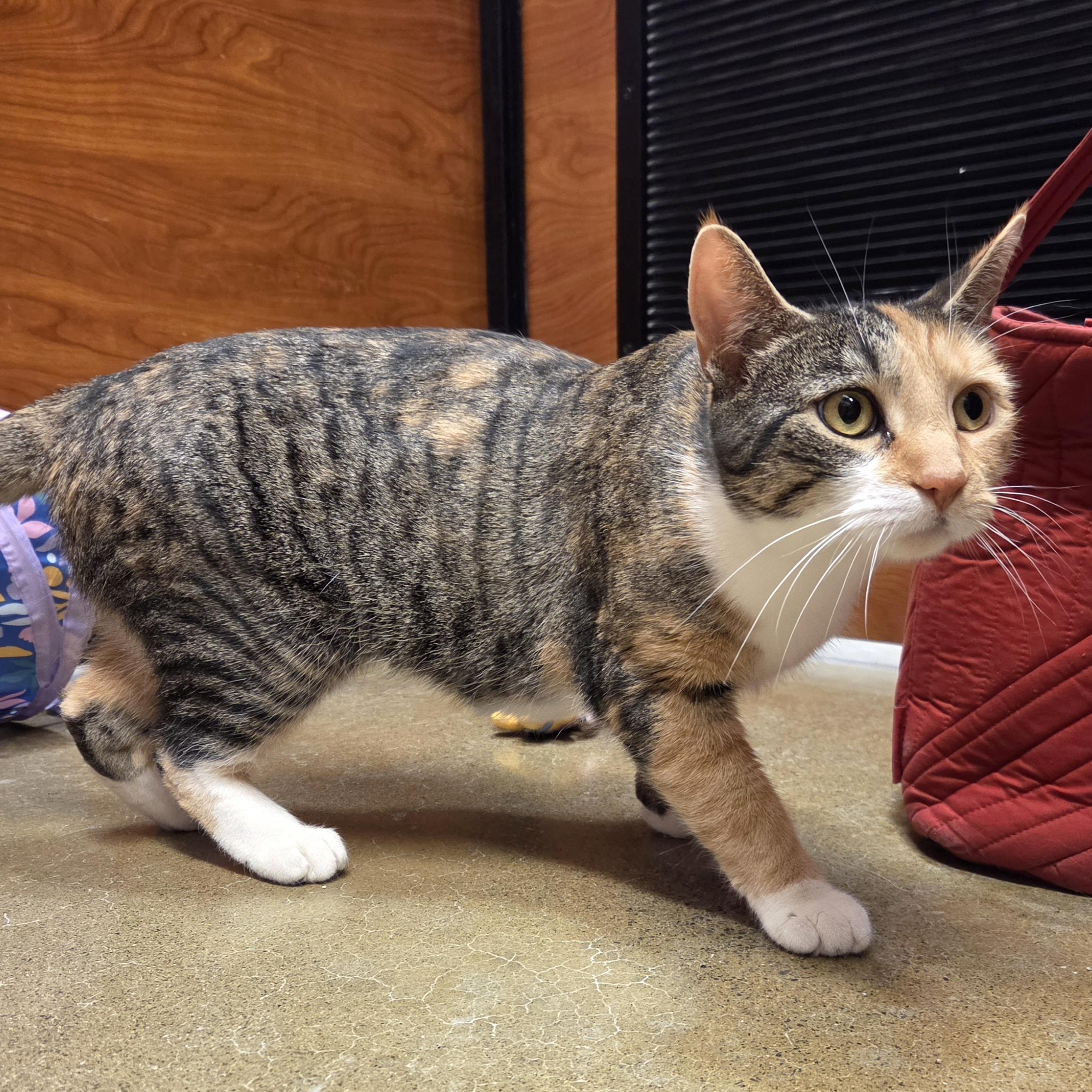 Enlarge Kia, a ADOPTABLE mixed breed in Amsterdam, NY image 2/4