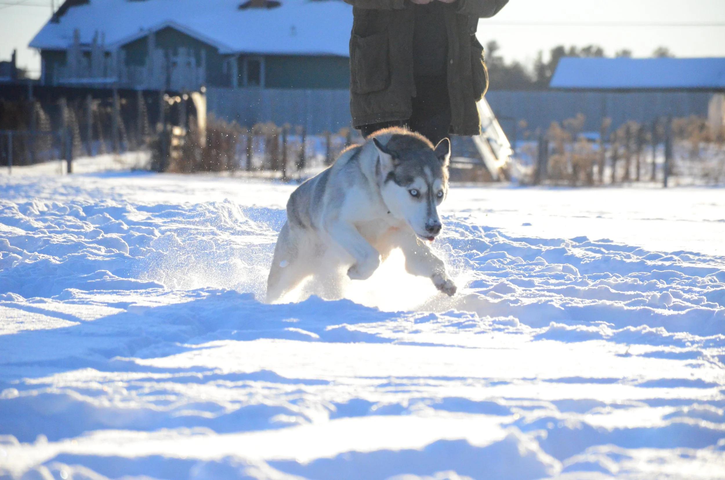 Enlarge Sam, a ADOPTABLE mixed breed in Mont-Royal, QC image 4/6