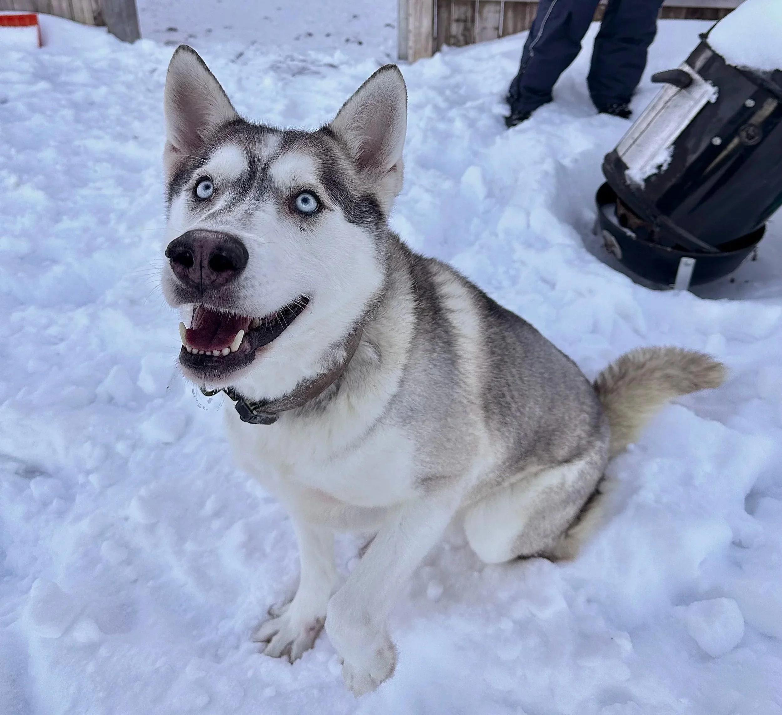 Enlarge Sam, a ADOPTABLE mixed breed in Mont-Royal, QC image 1/6