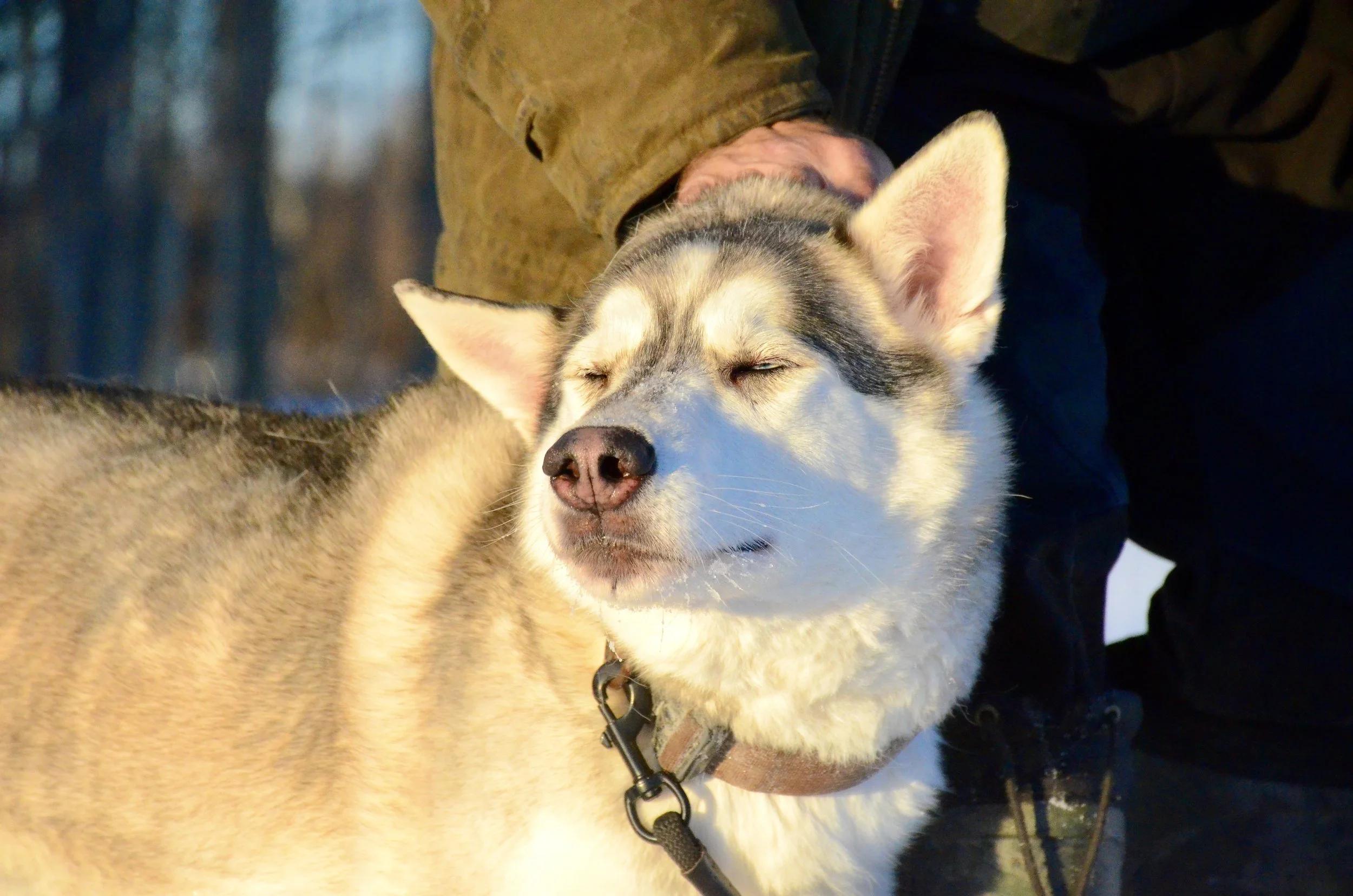 Enlarge Sam, a ADOPTABLE mixed breed in Mont-Royal, QC image 6/6