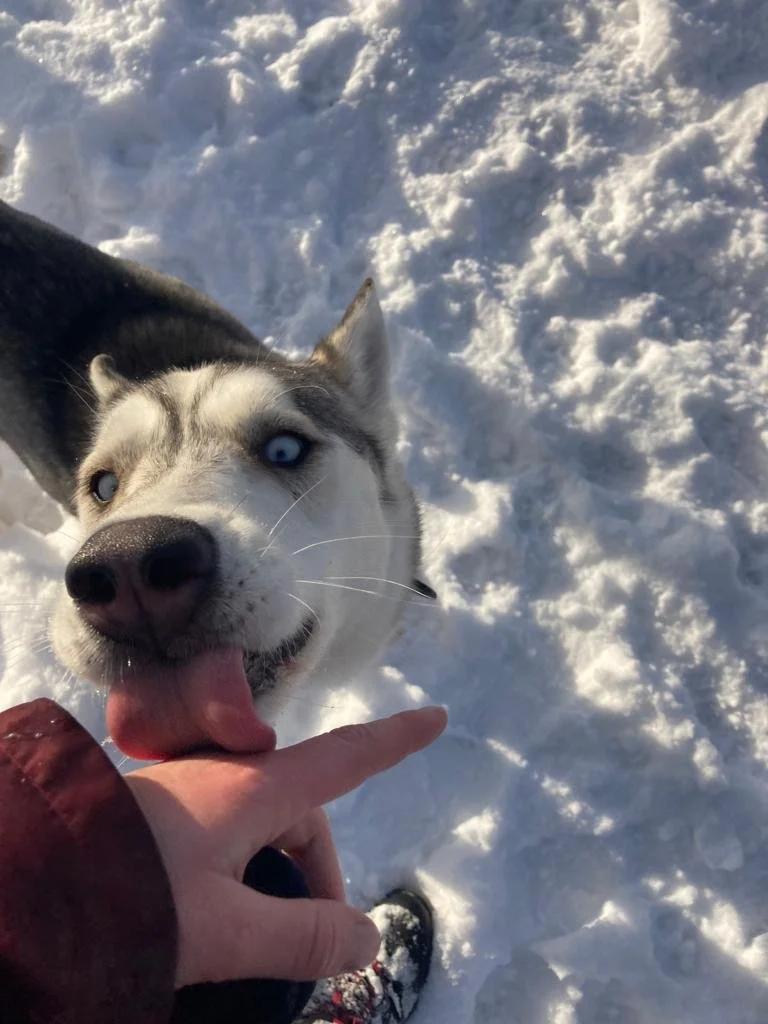 Enlarge Sam, a ADOPTABLE mixed breed in Mont-Royal, QC image 5/6