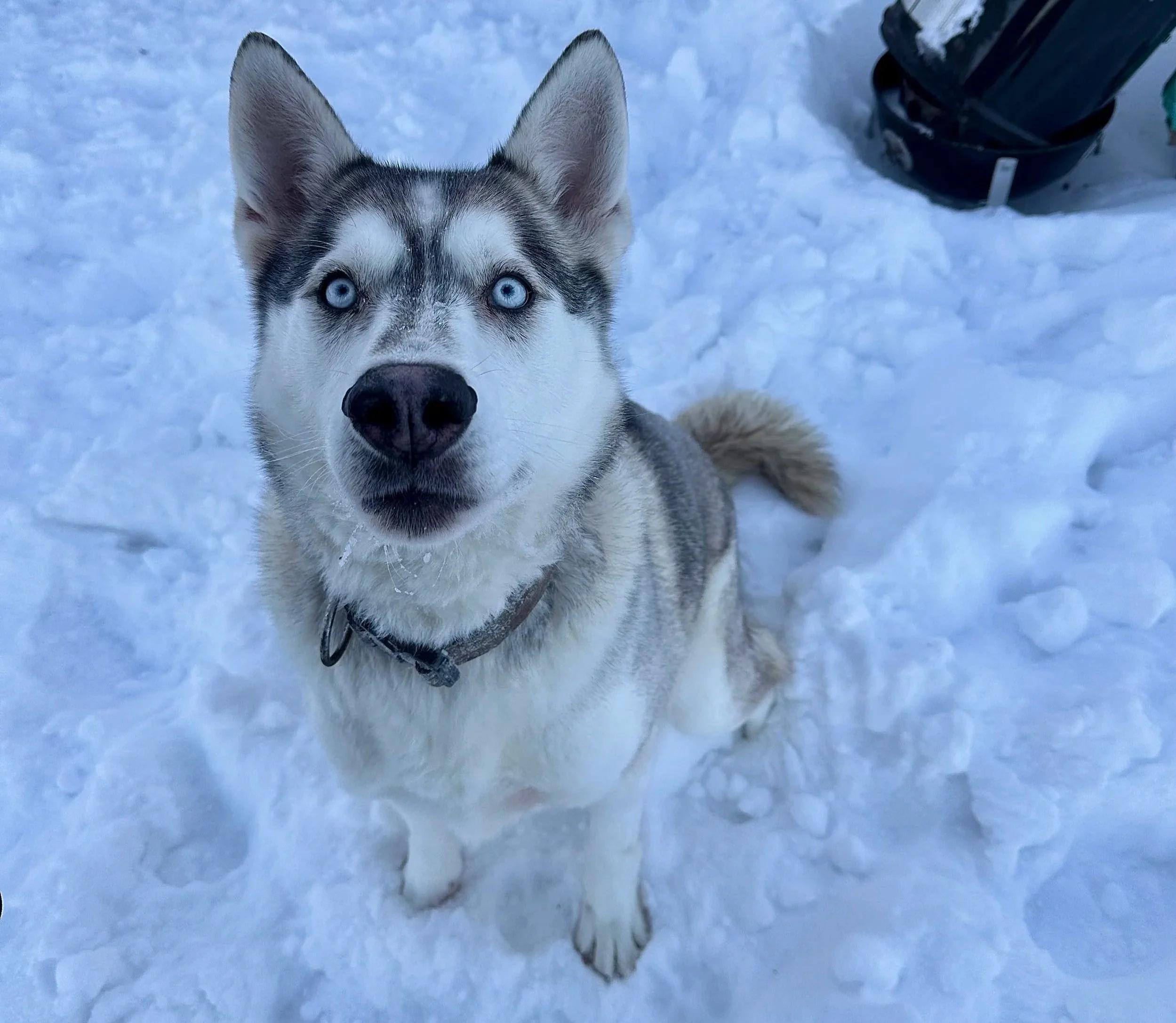 Enlarge Sam, a ADOPTABLE mixed breed in Mont-Royal, QC image 3/6