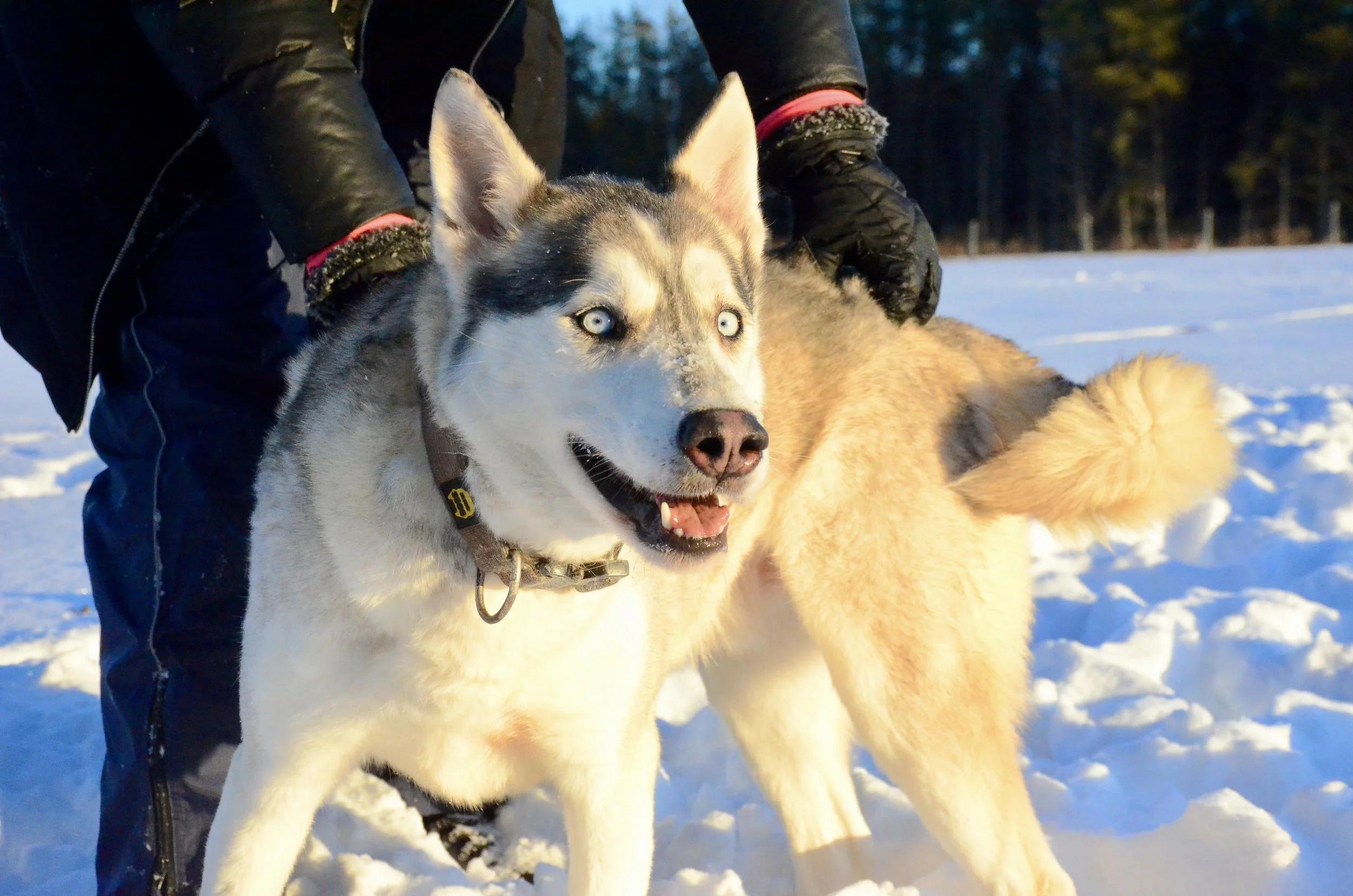 Enlarge Sam, a ADOPTABLE mixed breed in Mont-Royal, QC image 2/6