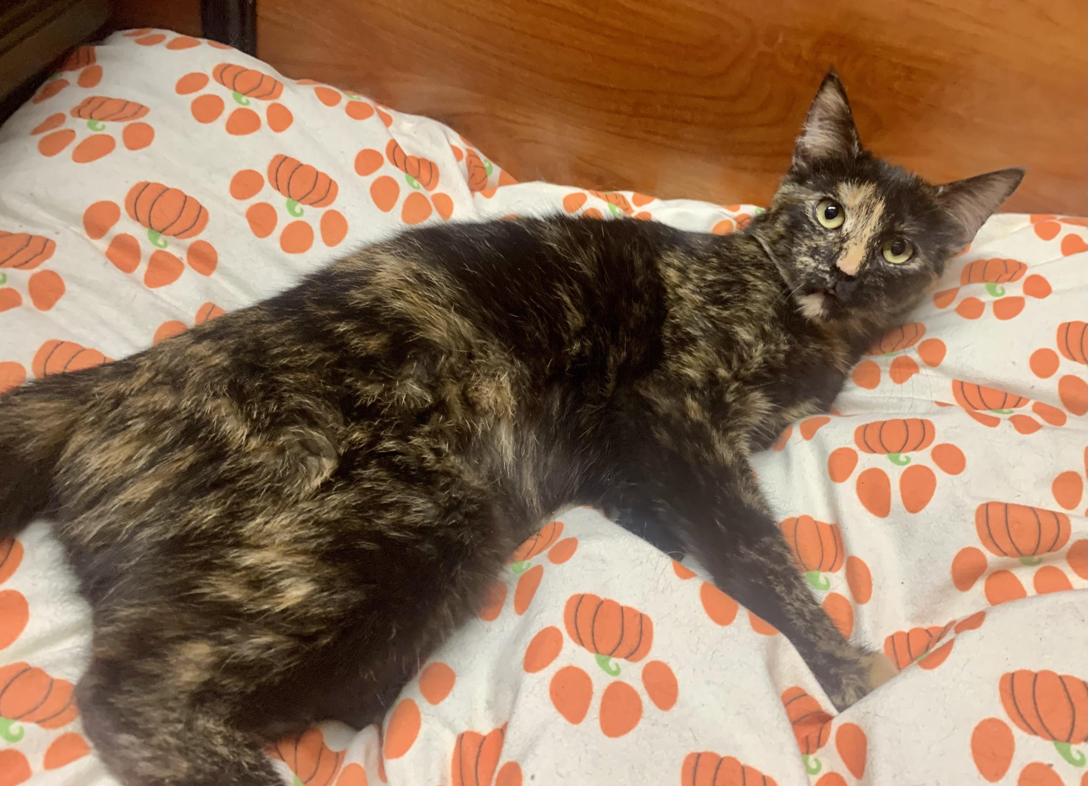 Enlarge Gypsy, an adopted mixed breed in San Jose, CA image 2/2