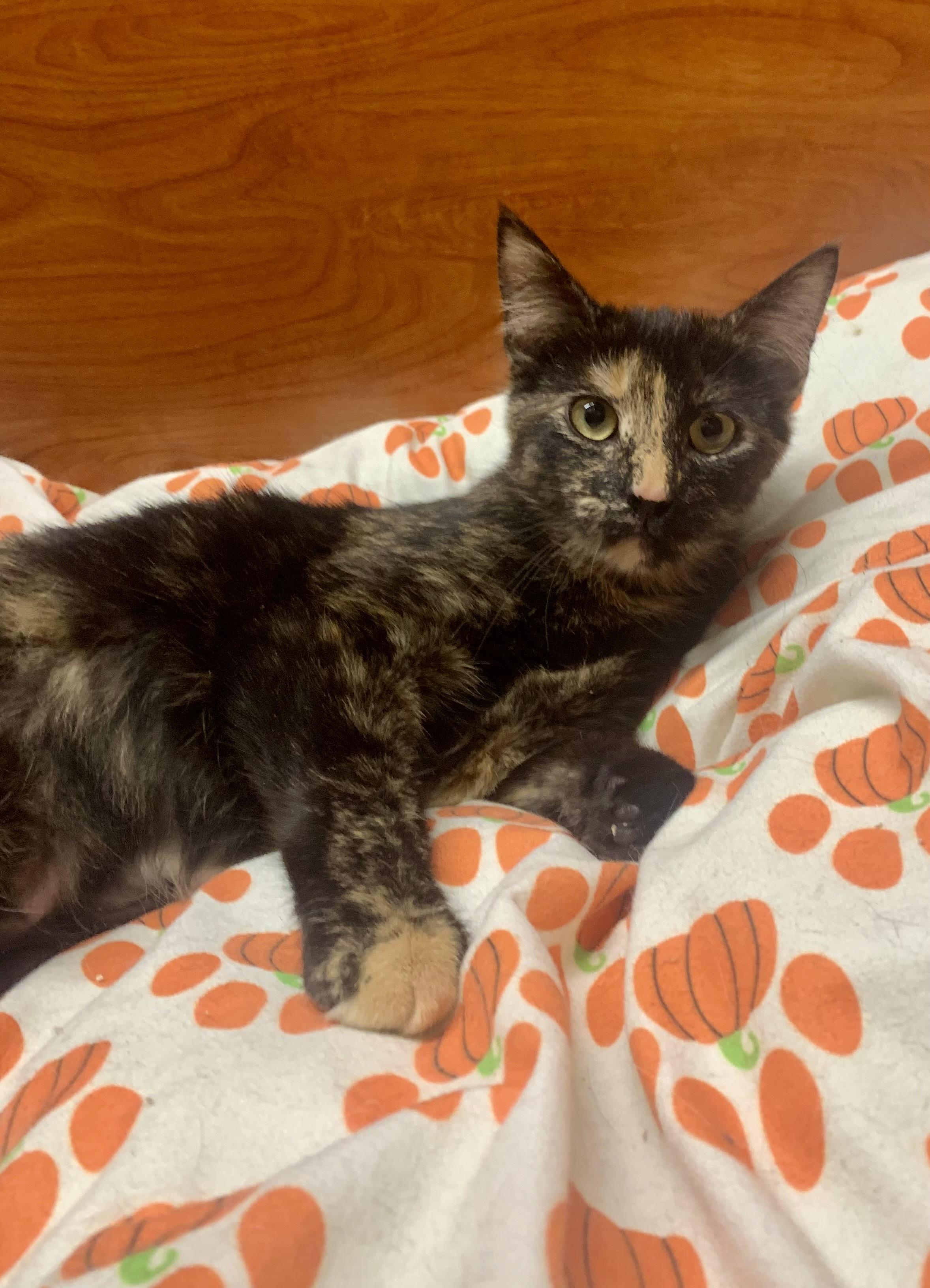 Gypsy, adopted, Young Female Domestic Short Hair.