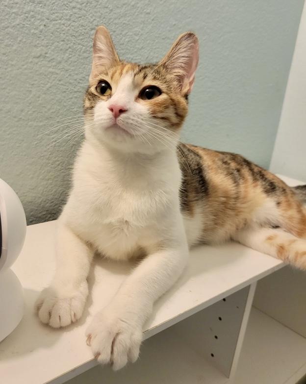 Athena, Adoptable, Adult Female Calico.