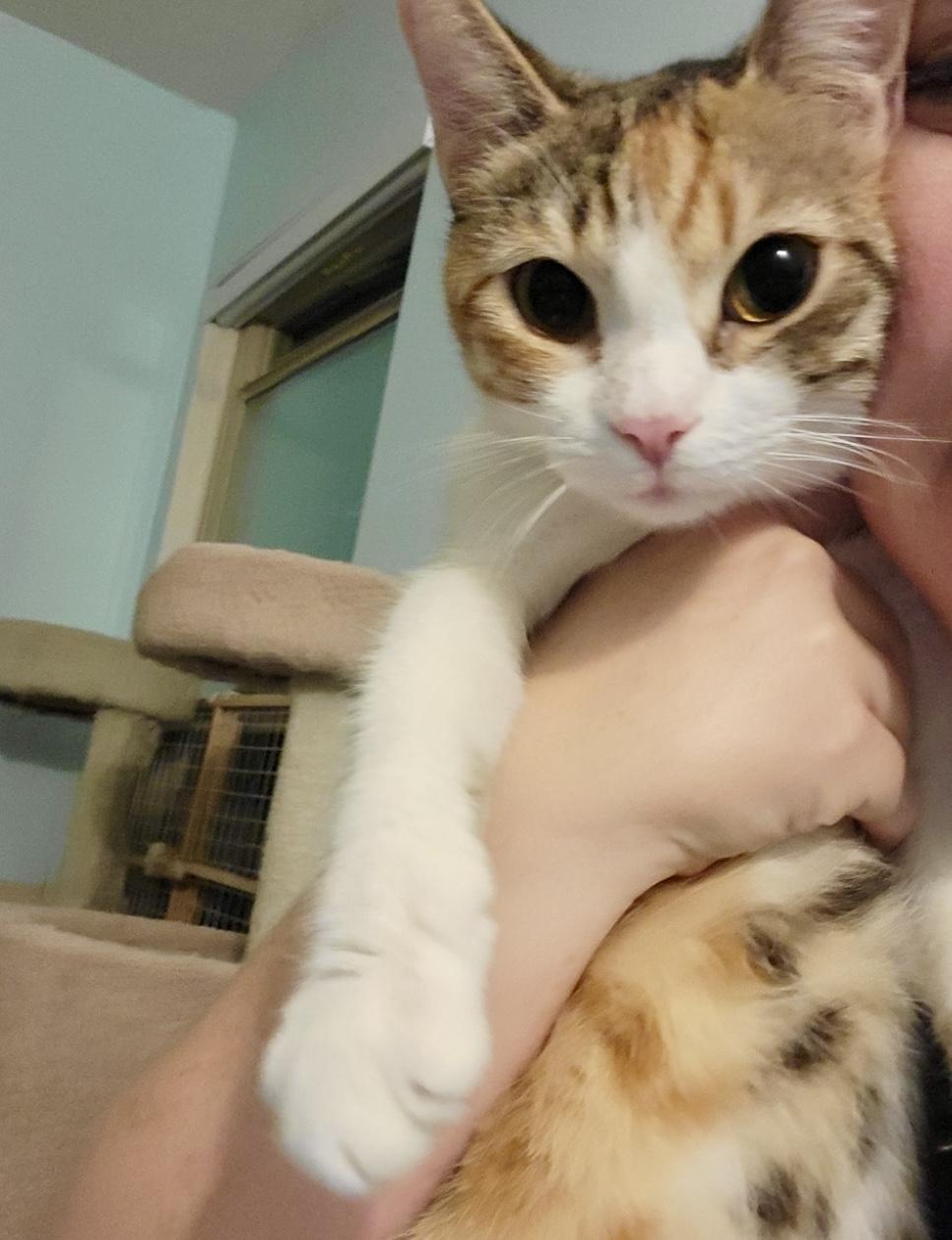 Athena, a Adoptable Calico in Irvine, CA image 3/4