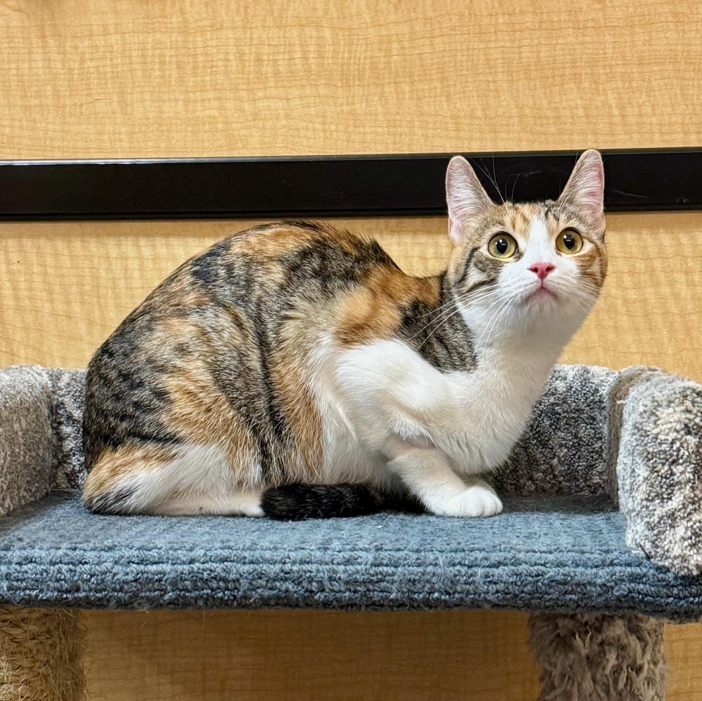 Athena, a Adoptable Calico in Irvine, CA image 1/4