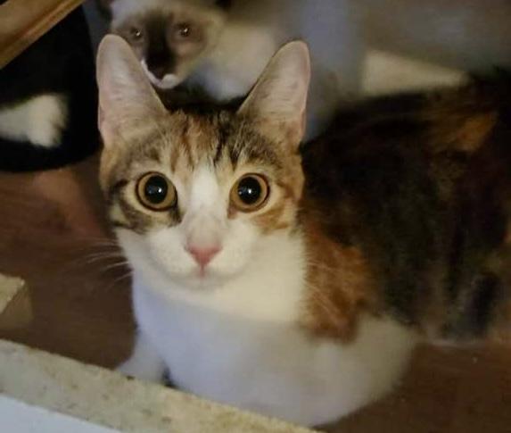 Athena, a Adoptable Calico in Irvine, CA image 4/4