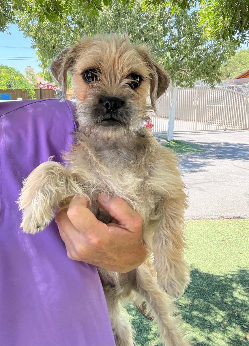 Enlarge Eddie, an adopted mixed breed in Temecula, CA image 1/1