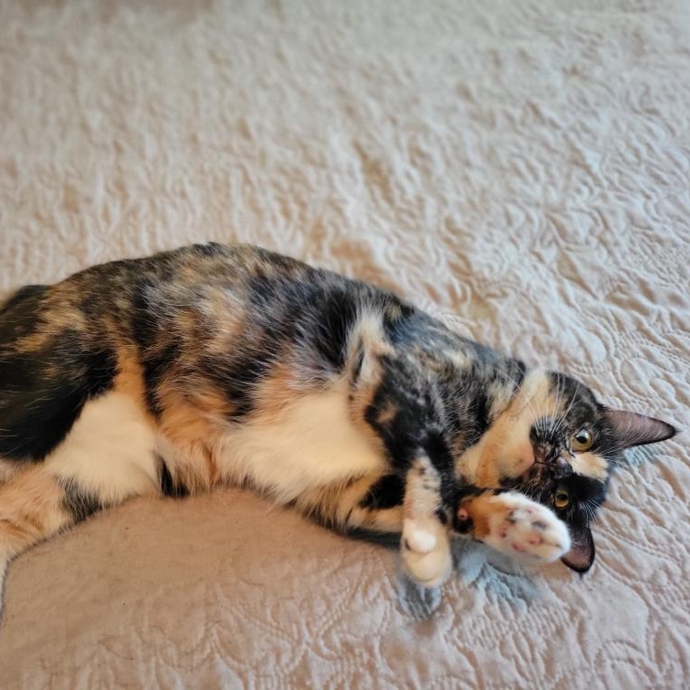 Enlarge Mitzi, an adopted mixed breed in Oklahoma City, OK image 2/2