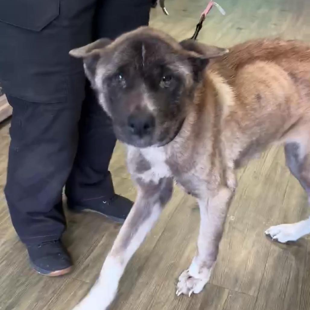 Enlarge Wiley, a Adoptable German Shepherd Dog in Hinesville, GA image 1/1