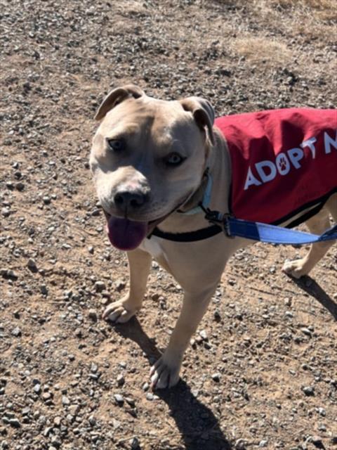 DIESEL, Adoptable, Adult Male Mixed Breed.