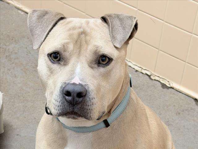 DIESEL, Adoptable, Adult Male Mixed Breed.