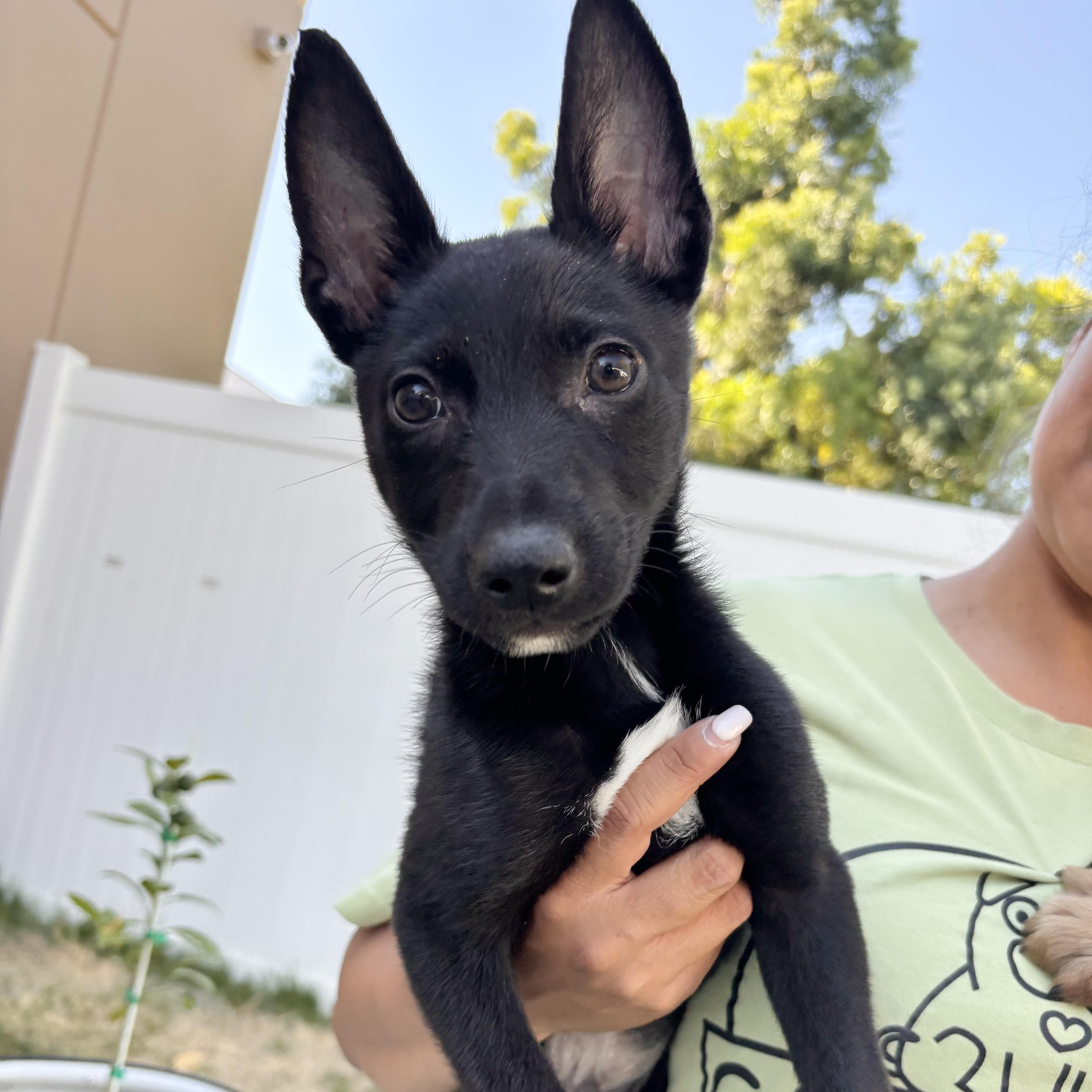 Enlarge Shadow, a ADOPTABLE mixed breed in Rancho Santa Margarita, CA image 1/1