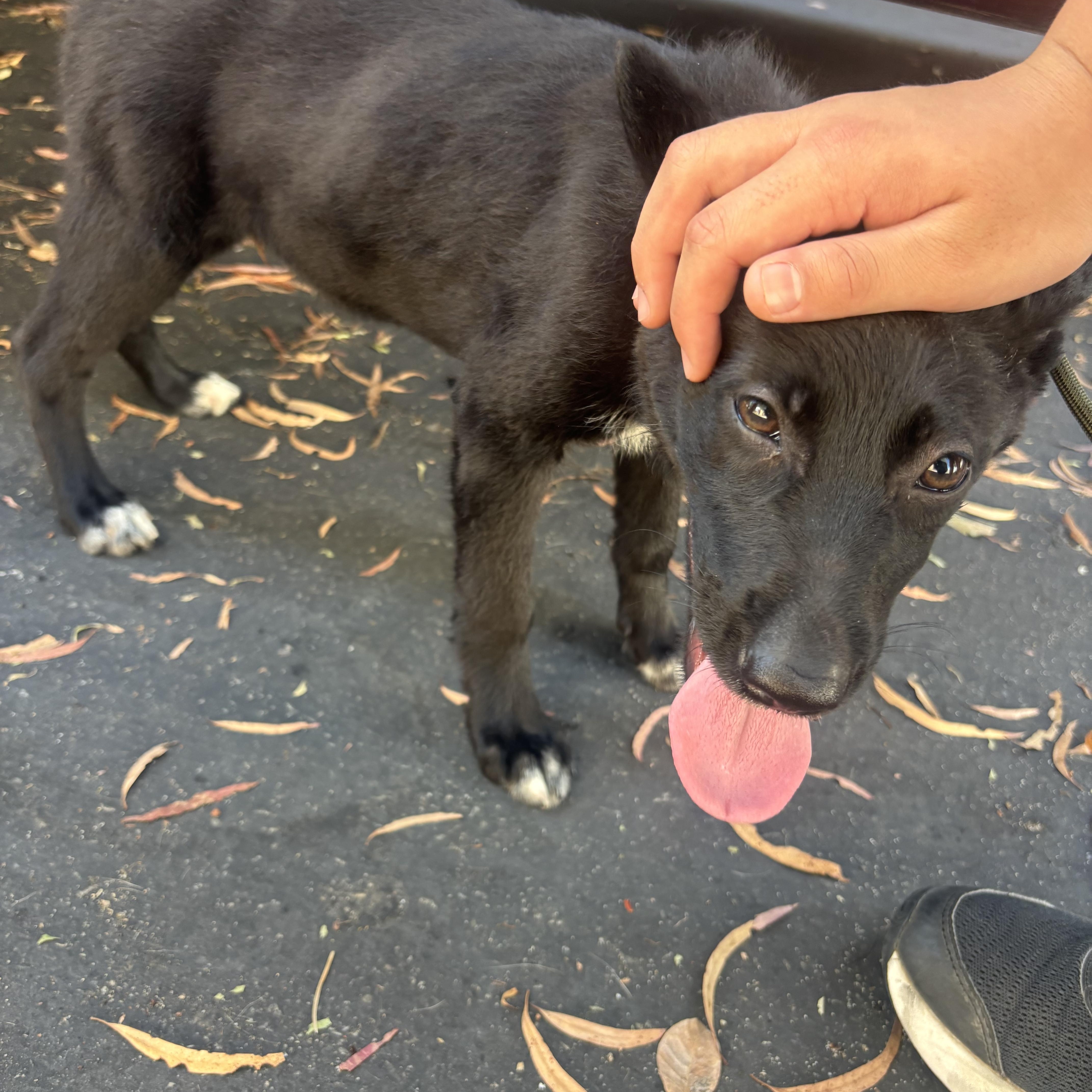 Shadow, a ADOPTABLE mixed breed in Rancho Santa Margarita, CA image 5/6
