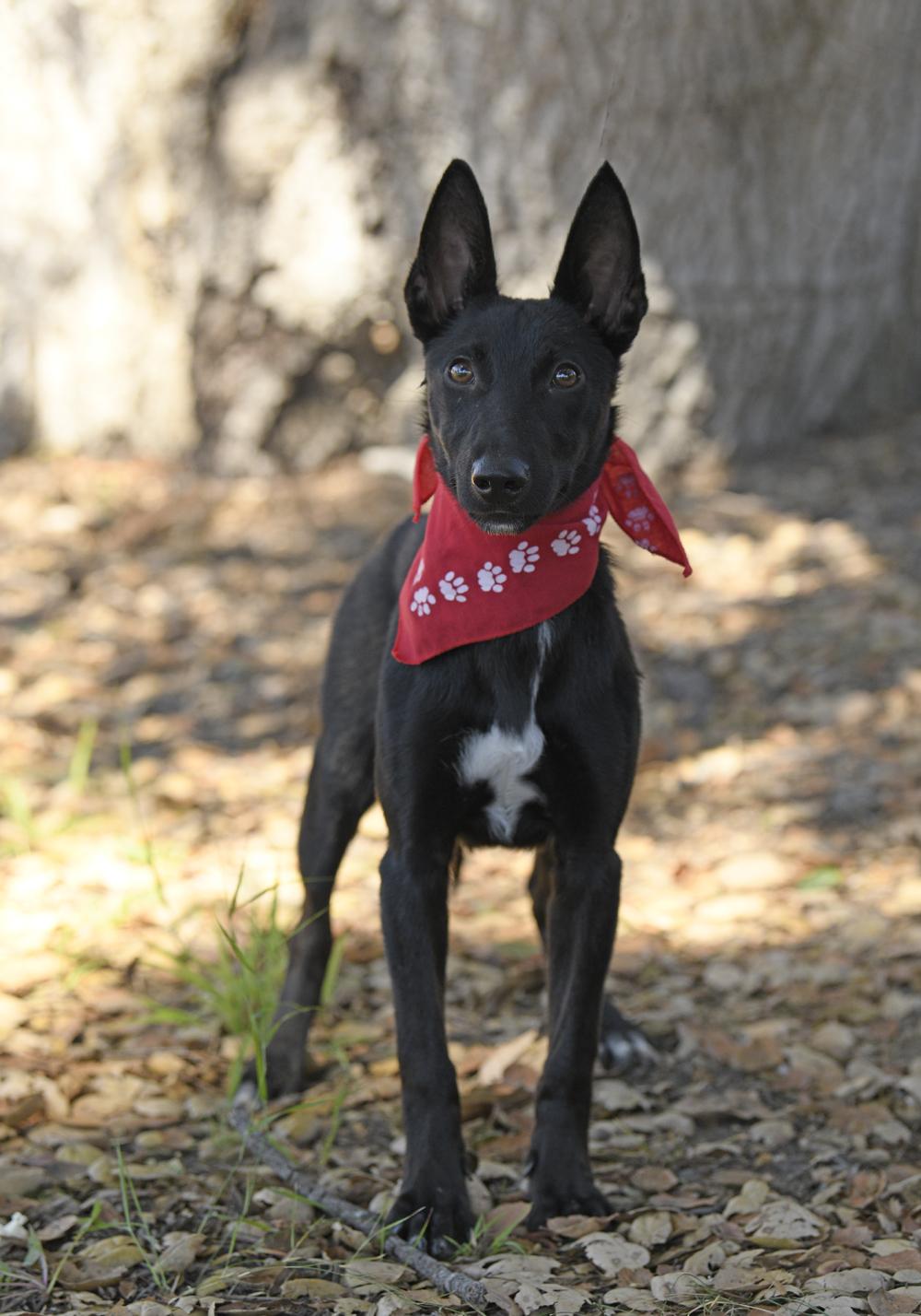 Enlarge Shadow, a Adoptable mixed breed in Rancho Santa Margarita, CA image 2/6