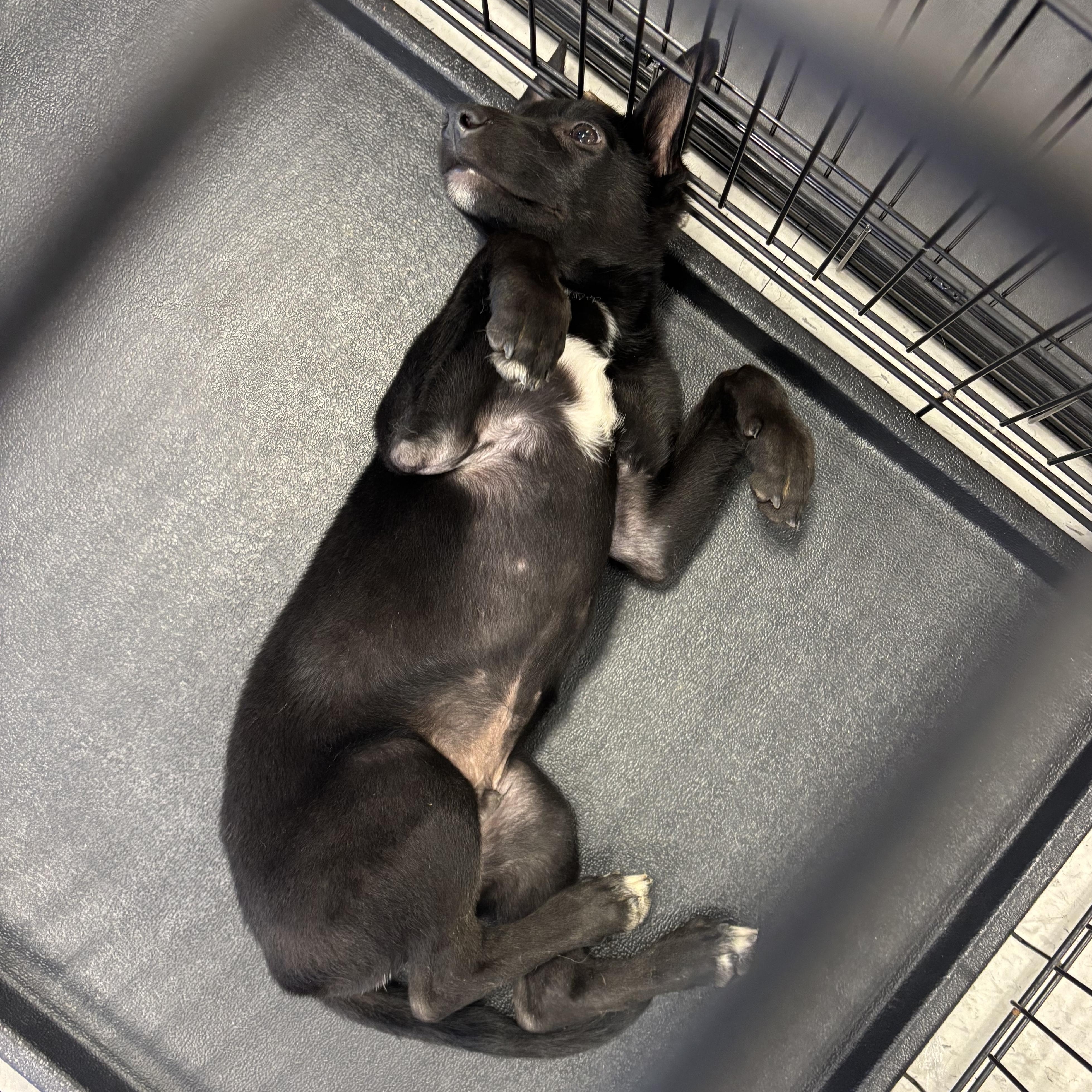 Shadow, a ADOPTABLE mixed breed in Rancho Santa Margarita, CA image 6/6