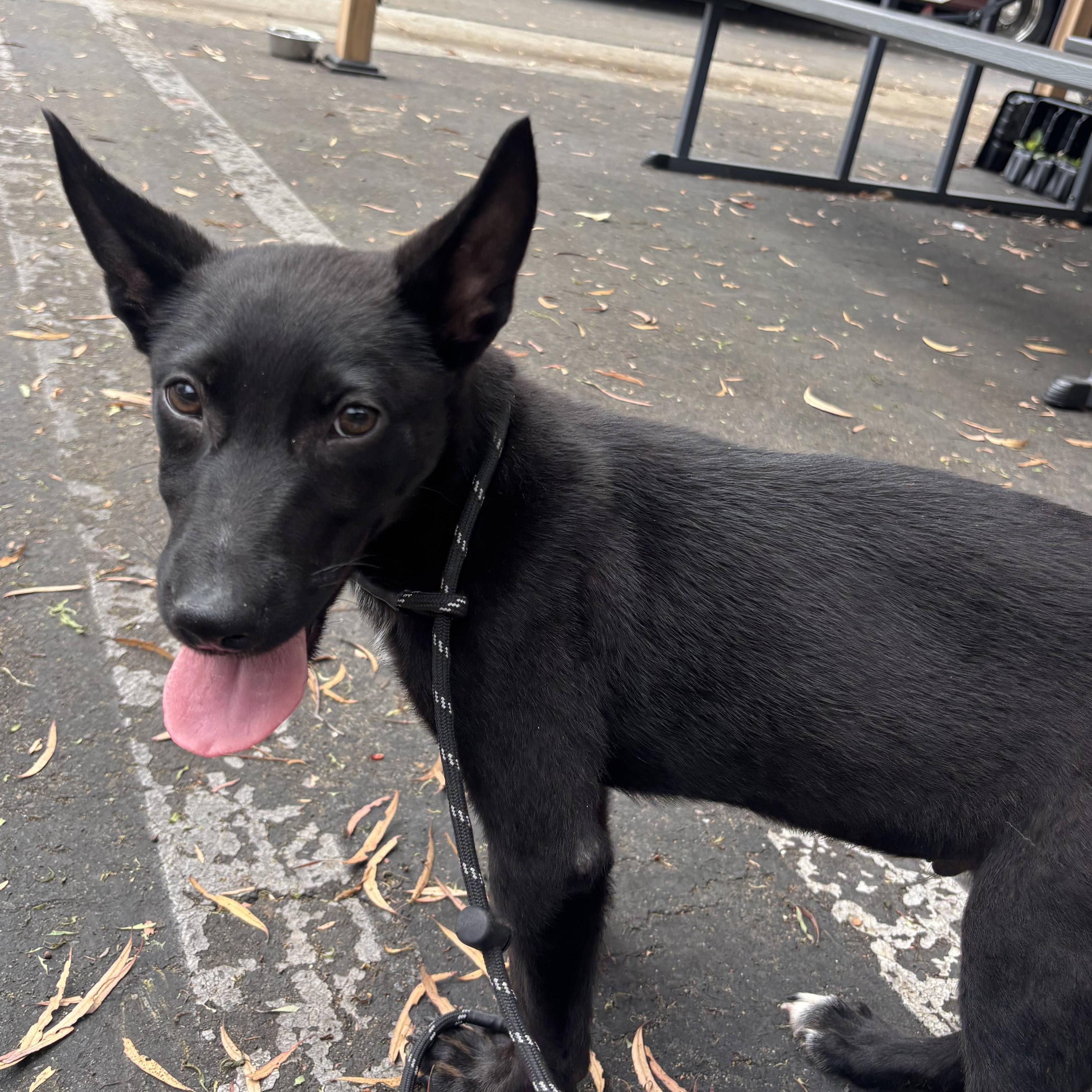 Shadow, a ADOPTABLE mixed breed in Rancho Santa Margarita, CA image 3/6