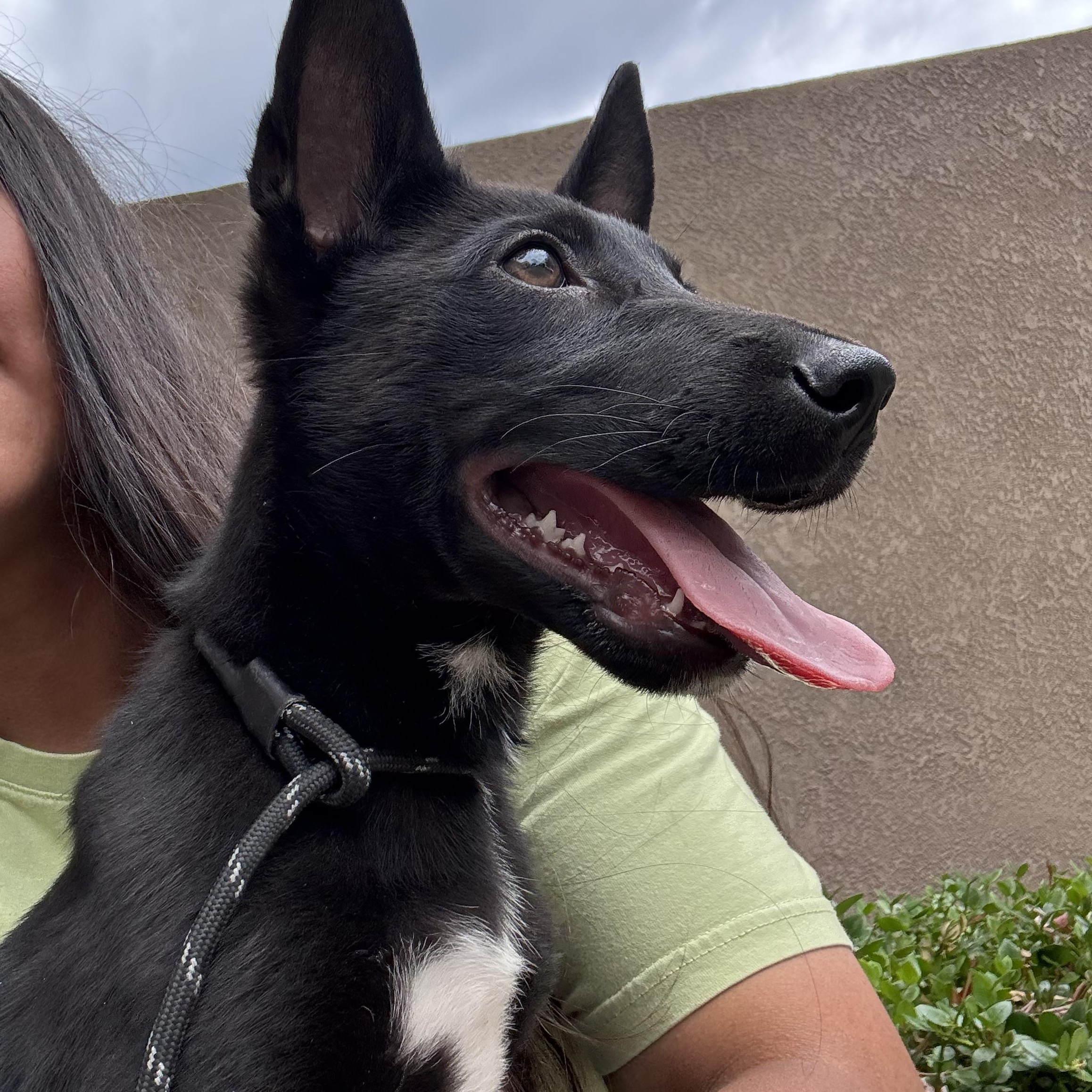 Shadow, a ADOPTABLE mixed breed in Rancho Santa Margarita, CA image 4/6