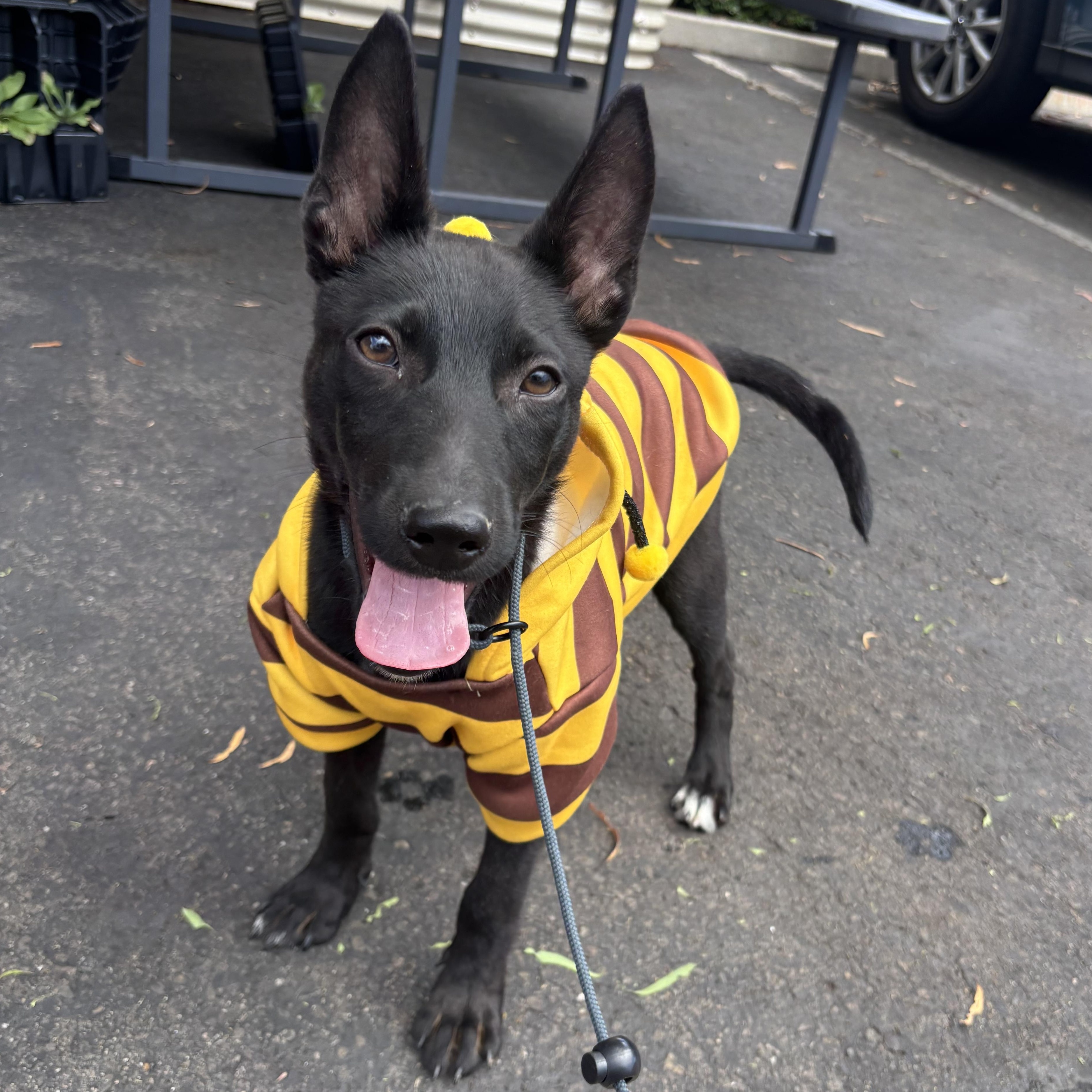 Shadow, a ADOPTABLE mixed breed in Rancho Santa Margarita, CA image 1/6