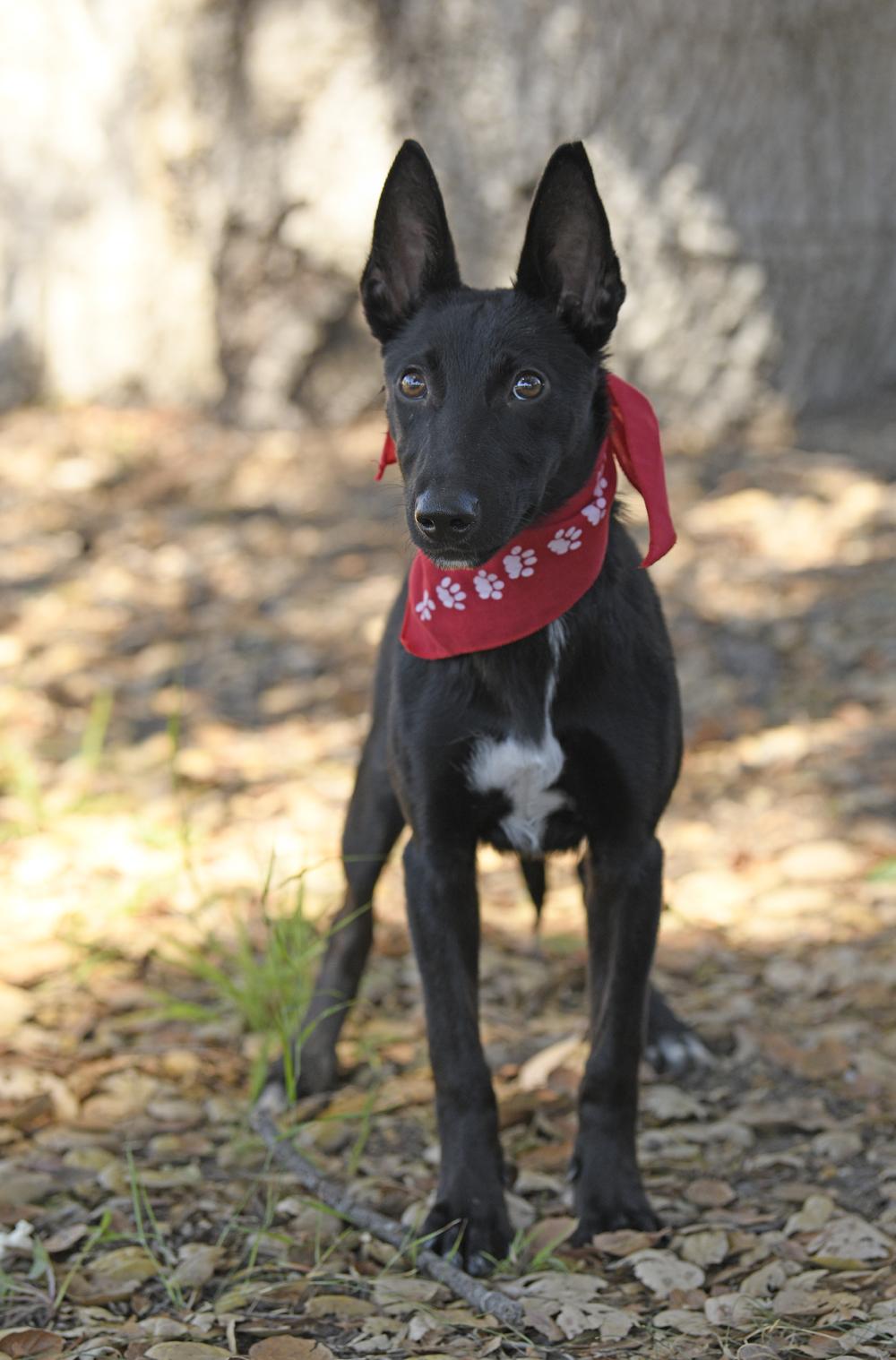 Shadow, Adoptable, Puppy Male Shepherd.