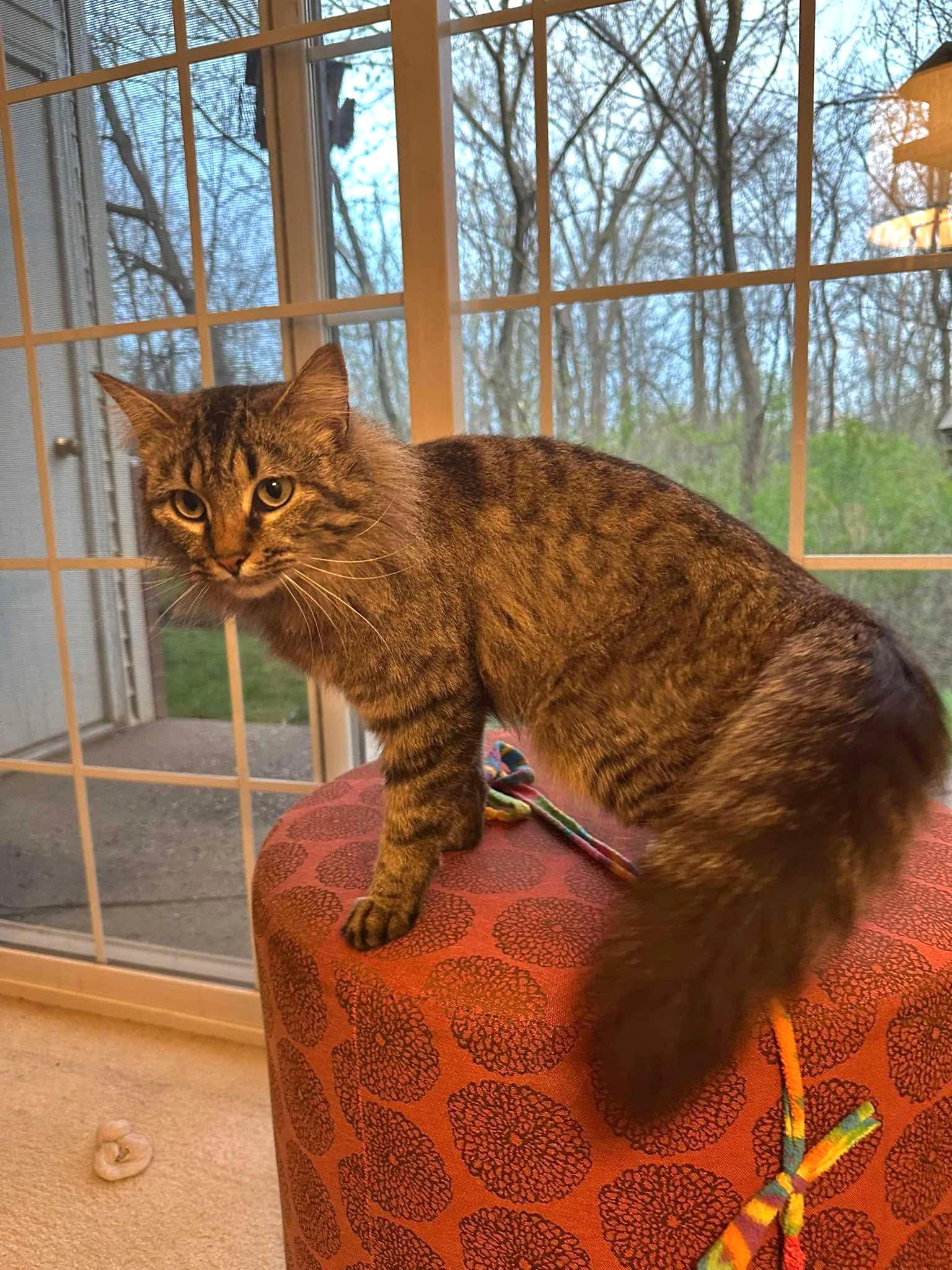 Enlarge Caliope - Sweet gorgeous long hair, a Adoptable Domestic Long Hair in Muskego, WI image 3/6