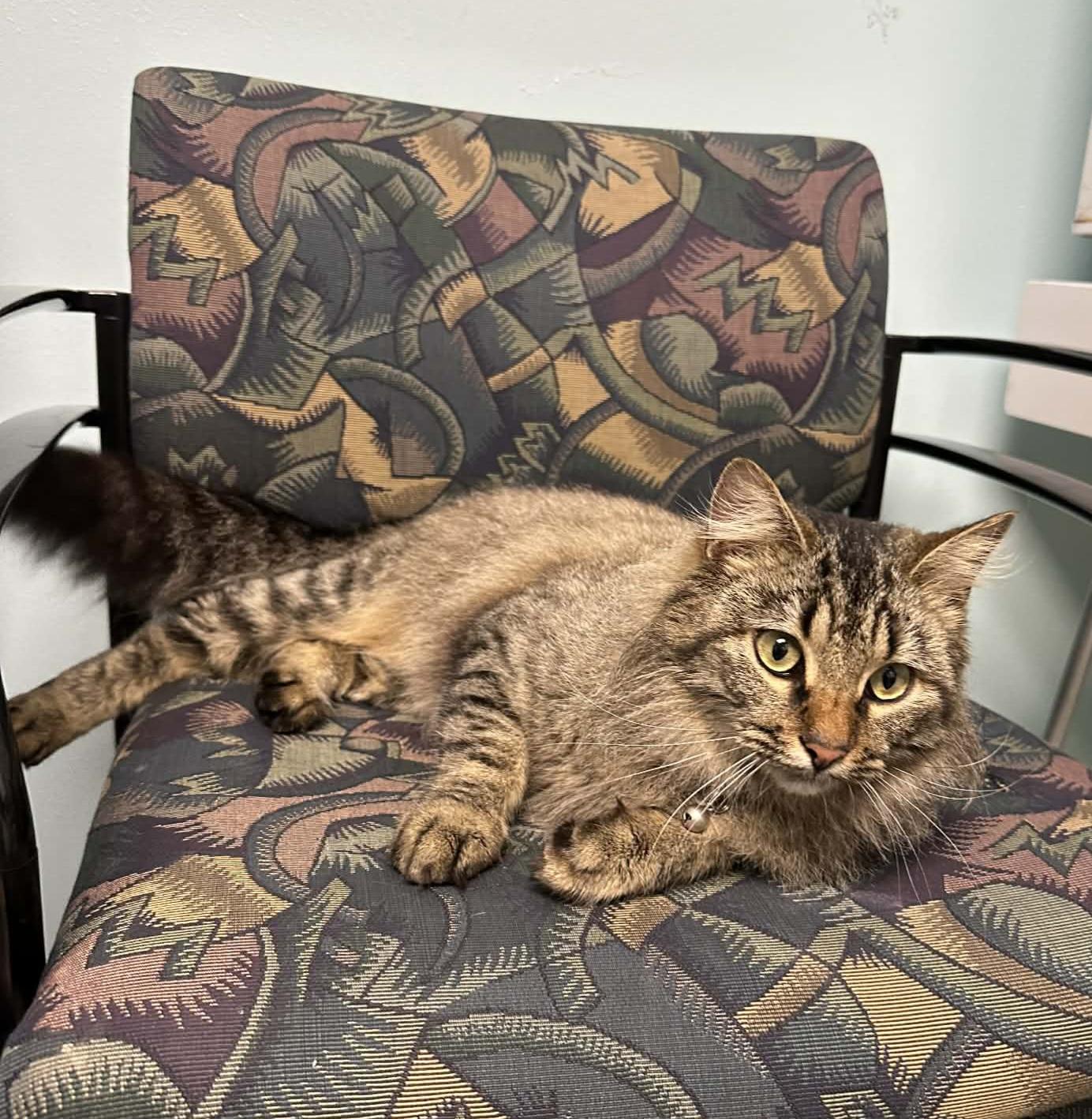 Enlarge Caliope - Sweet gorgeous long hair, a Adoptable Domestic Long Hair in Muskego, WI image 4/6