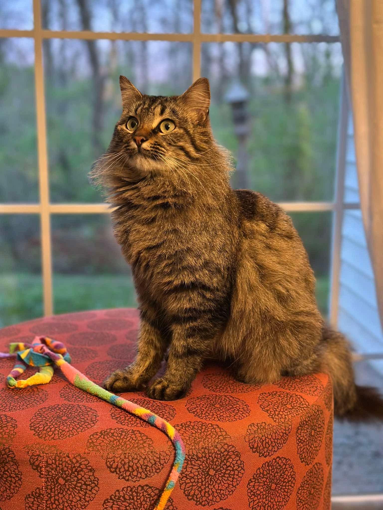 Enlarge Caliope - Sweet gorgeous long hair, a Adoptable Domestic Long Hair in Muskego, WI image 5/6