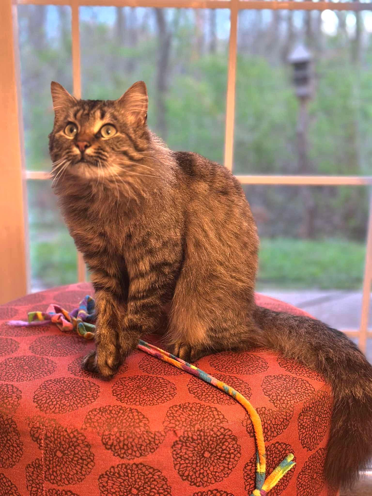 Caliope - Sweet gorgeous long hair, Adoptable, Young Female Domestic Long Hair.