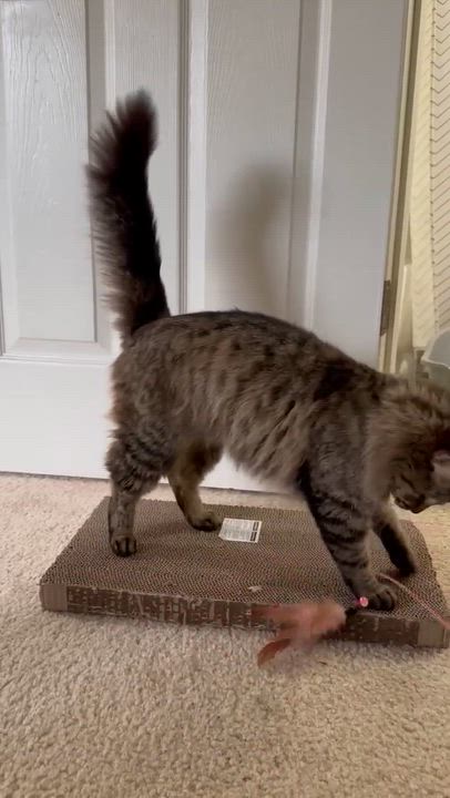Enlarge Caliope - Sweet gorgeous long hair, a Adoptable Domestic Long Hair in Muskego, WI video 2/6