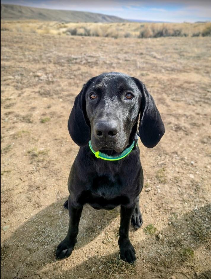 Enlarge Banks, an adopted mixed breed in Pinedale, WY image 2/6