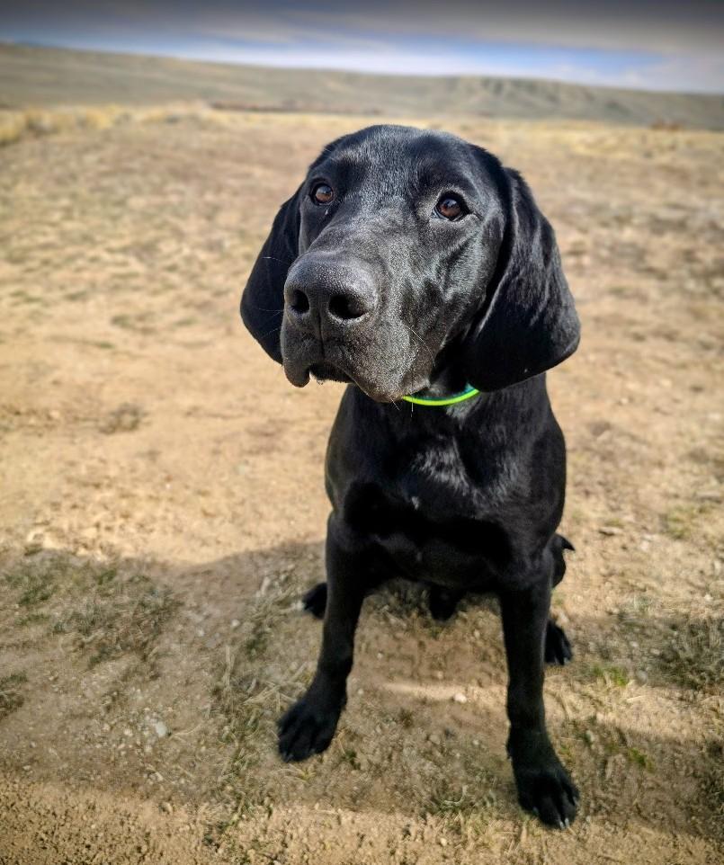 Banks, adopted, Puppy Male Black Labrador Retriever & Plott Hound.