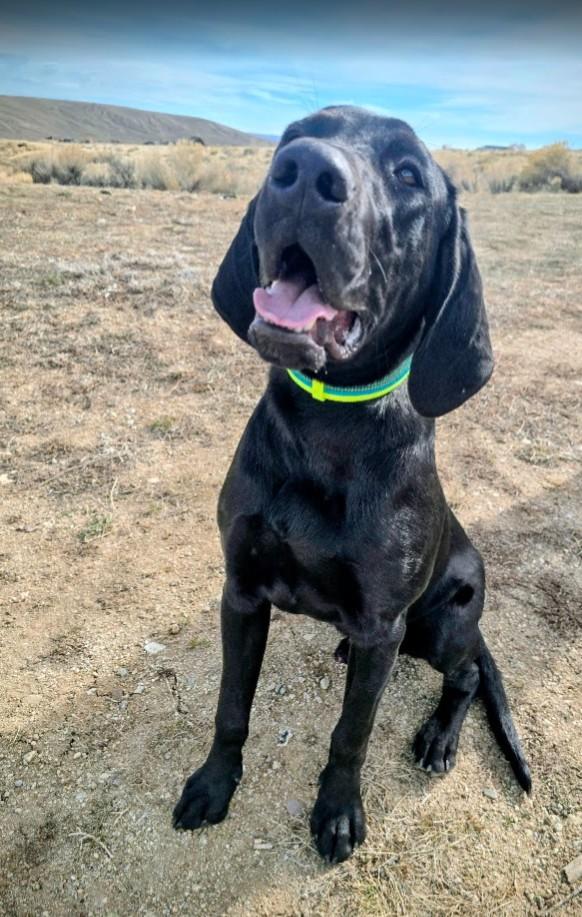 Enlarge Banks, an adopted mixed breed in Pinedale, WY image 5/6