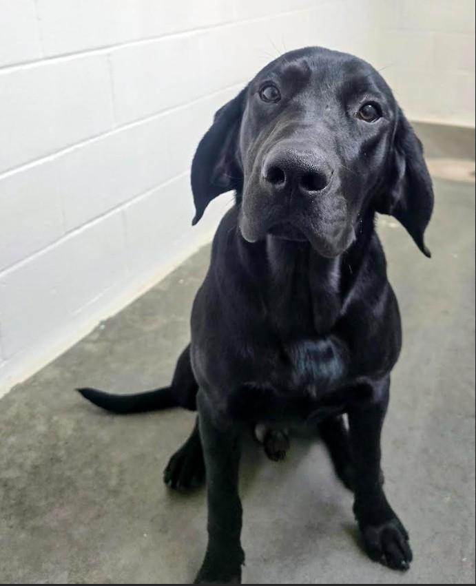Enlarge Banks, an adopted mixed breed in Pinedale, WY image 3/6