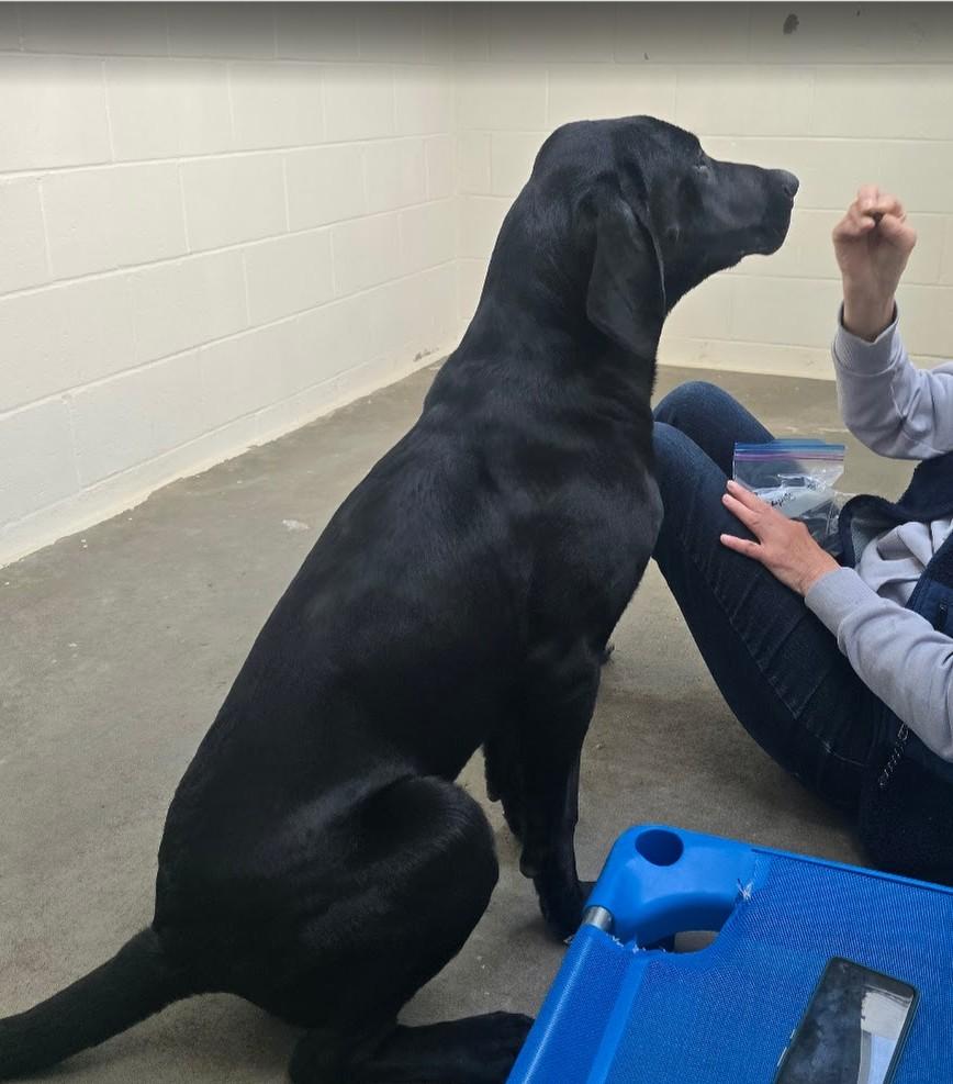 Enlarge Banks, an adopted mixed breed in Pinedale, WY image 6/6