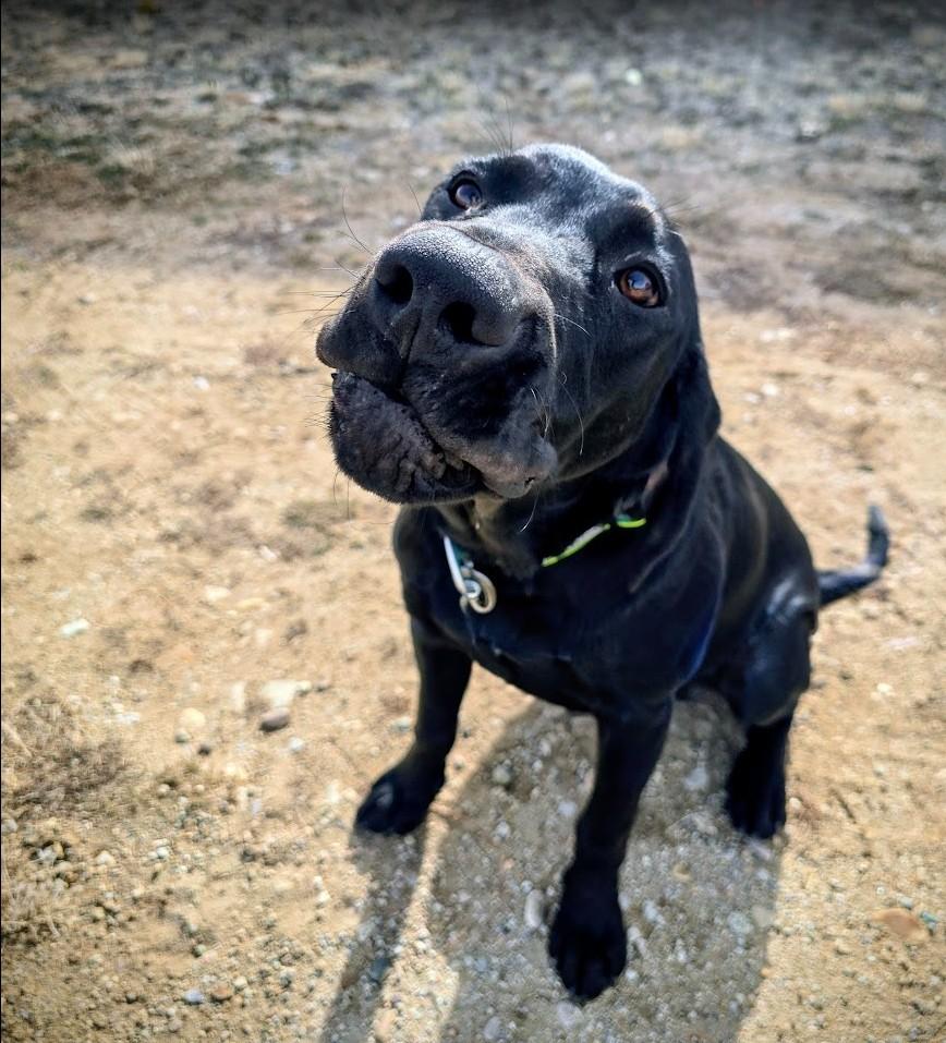Enlarge Banks, an adopted mixed breed in Pinedale, WY image 4/6