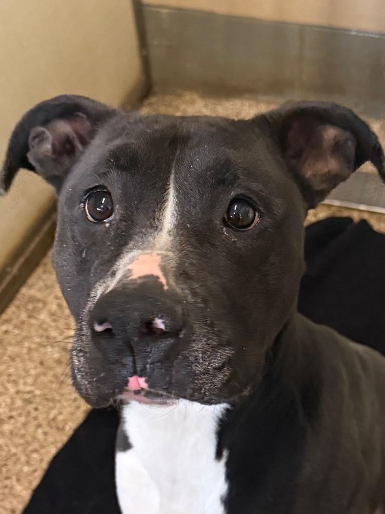 Enlarge Luna, an adopted mixed breed in Columbus, NE image 2/4