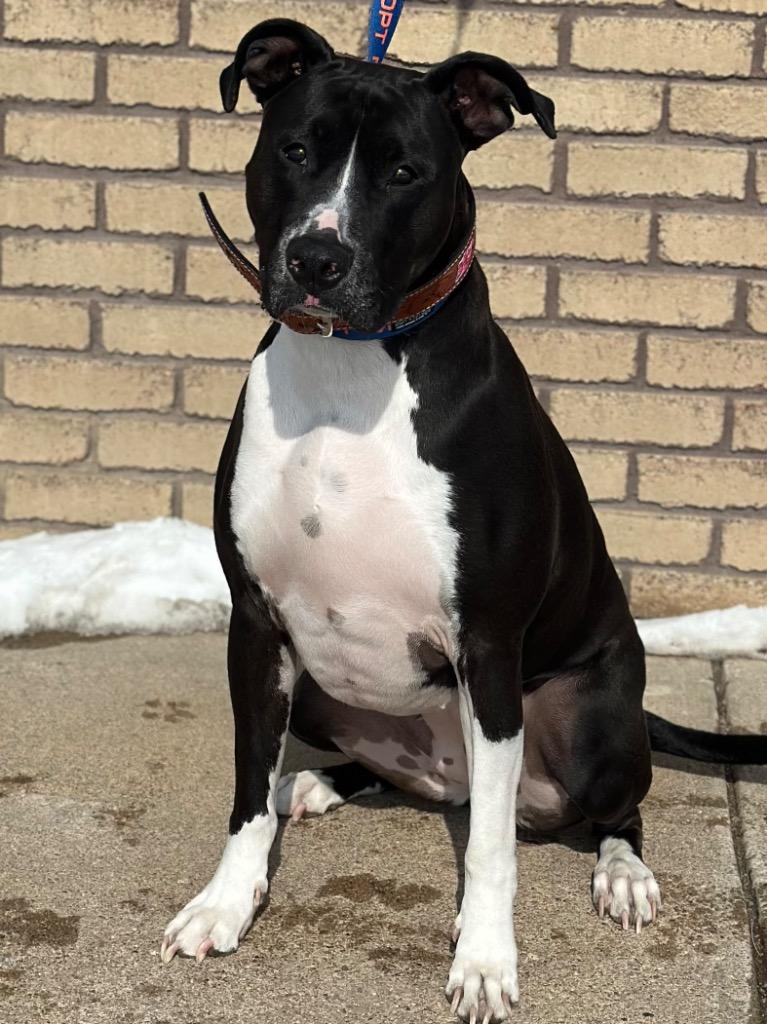 Enlarge Luna, an adopted mixed breed in Columbus, NE image 4/4