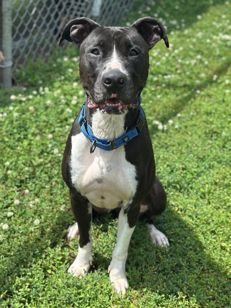 Enlarge Luna, an adopted mixed breed in Columbus, NE image 3/4