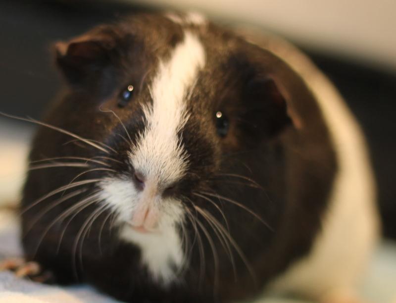 Enlarge Jeffrey, a ADOPTABLE Guinea Pig in Budd Lake, NJ image 1/6