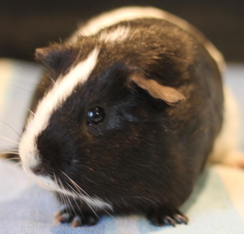 Enlarge Jeffrey, a ADOPTABLE Guinea Pig in Budd Lake, NJ image 5/6