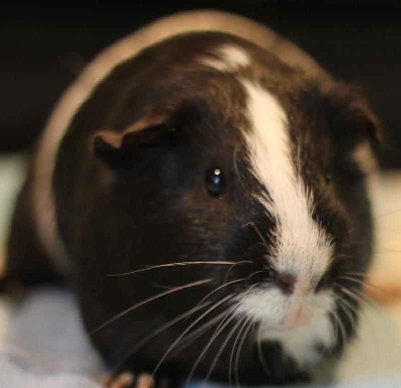 Enlarge Jeffrey, a ADOPTABLE Guinea Pig in Budd Lake, NJ image 6/6