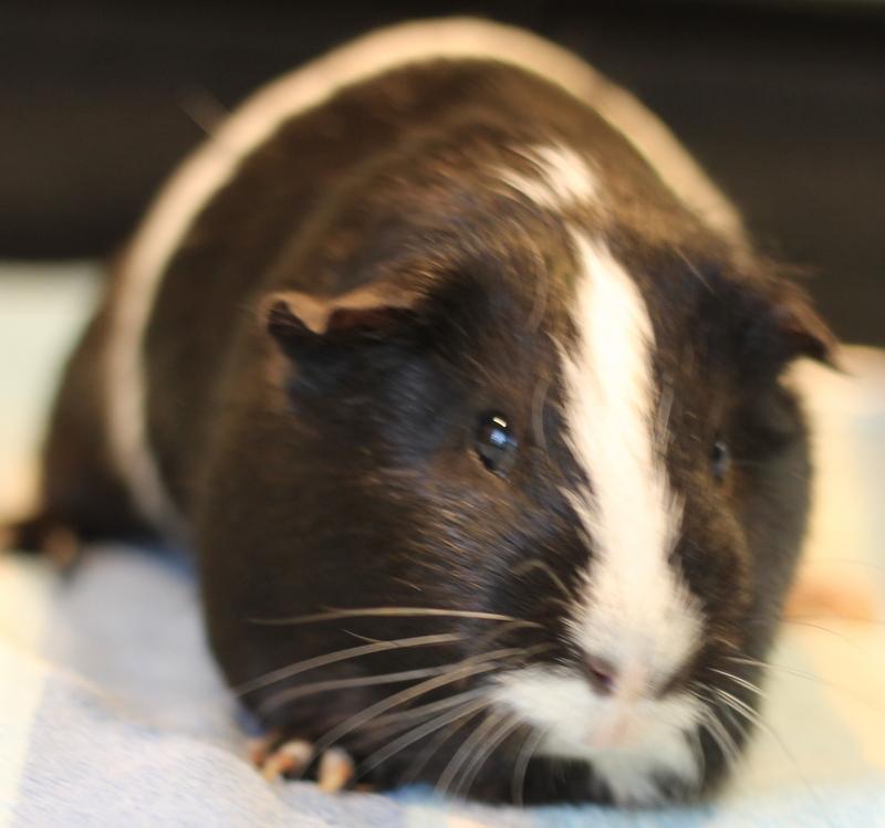 Enlarge Jeffrey, a ADOPTABLE Guinea Pig in Budd Lake, NJ image 4/6